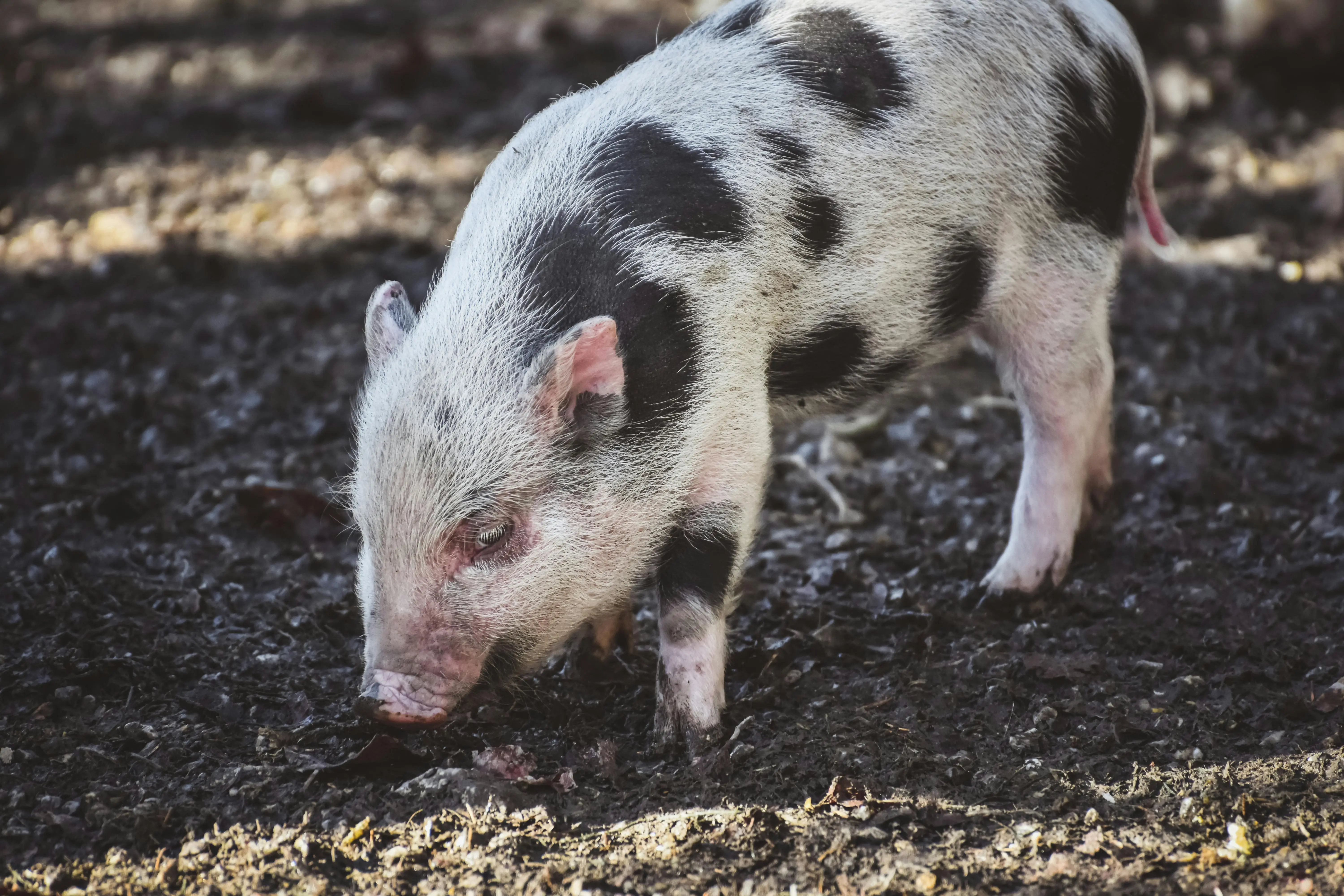 dipladenia plant A spotted piglet sniffs around on a sunlit patch of dirt outdoors.