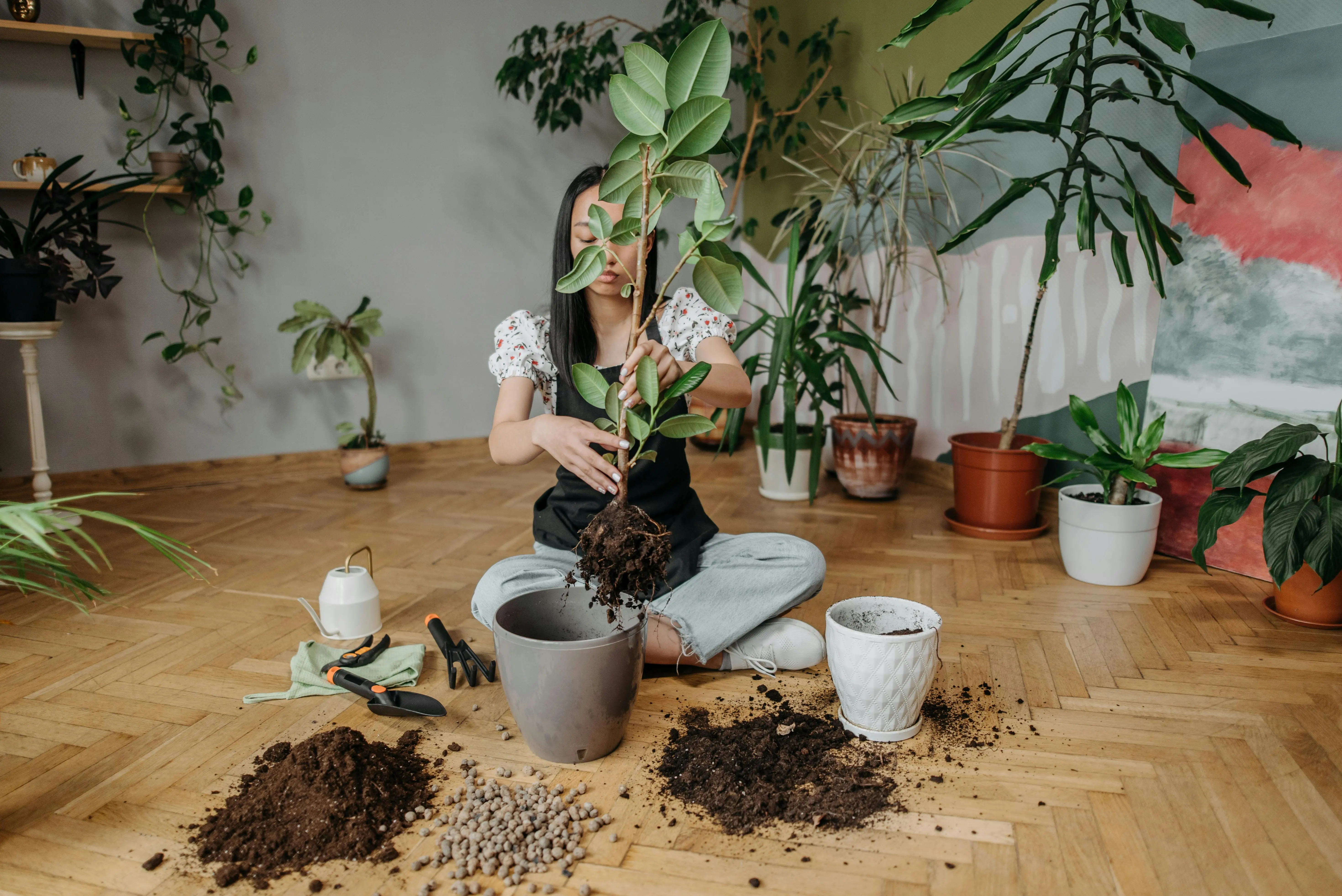 asparagus fern/foxtail fern A woman carefully repotting a plant indoors surrounded by various greenery and gardening tools.