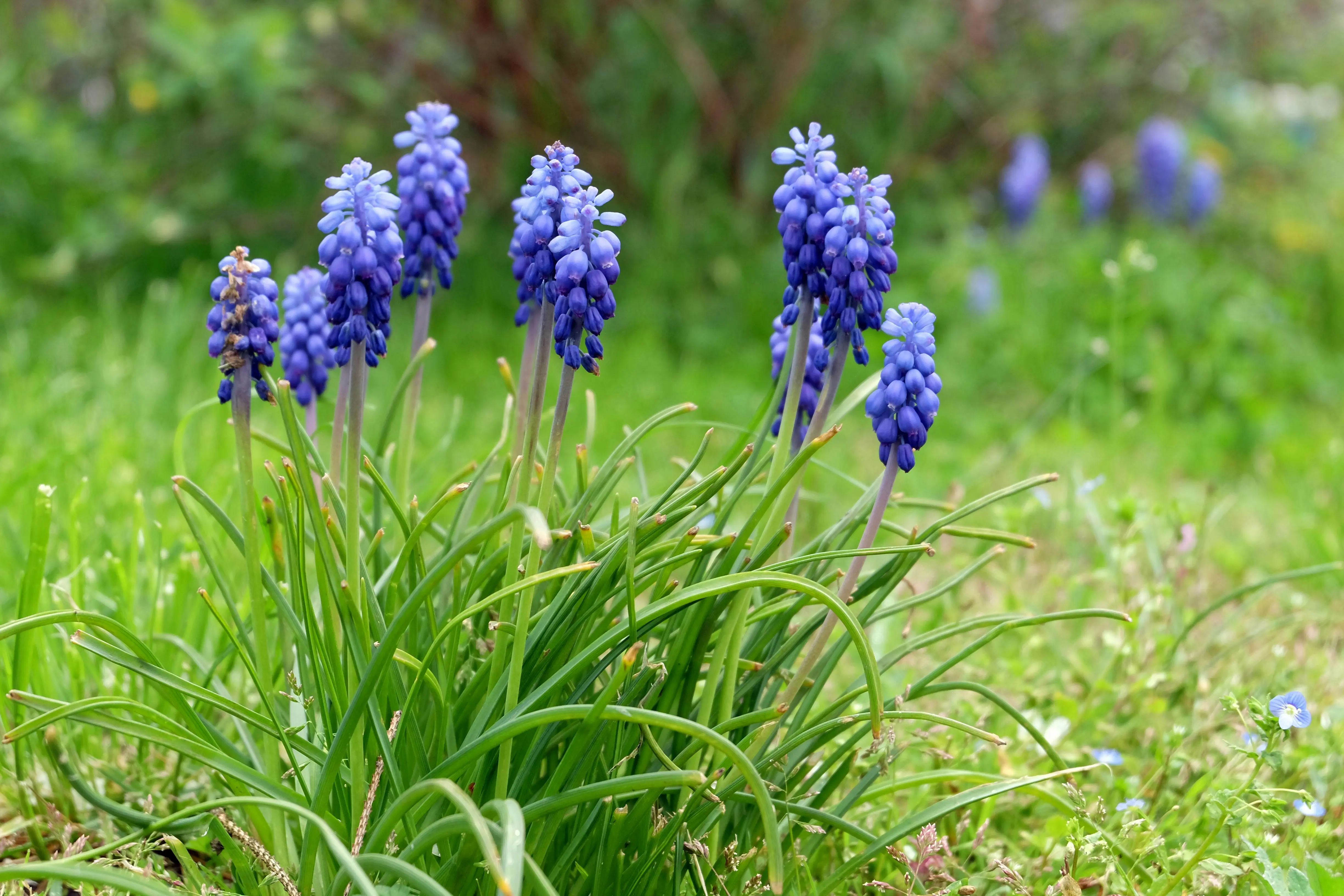 flax lily A cluster of grape hyacinths flourishing in a lush green garden setting during springtime.
