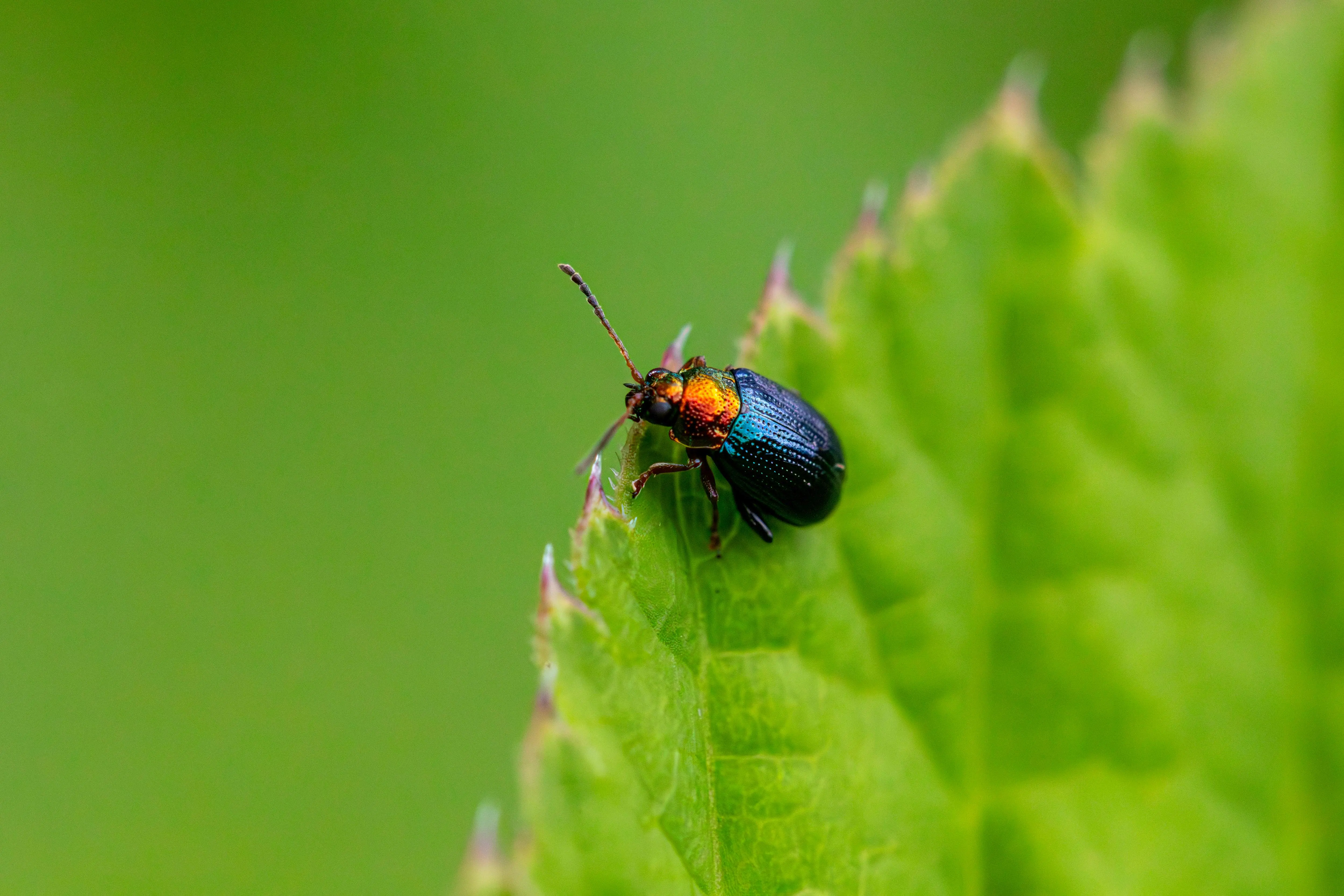 flax lily Close-up of a colorful willow flea beetle sitting on a green leaf, highlighting its iridescent colors.