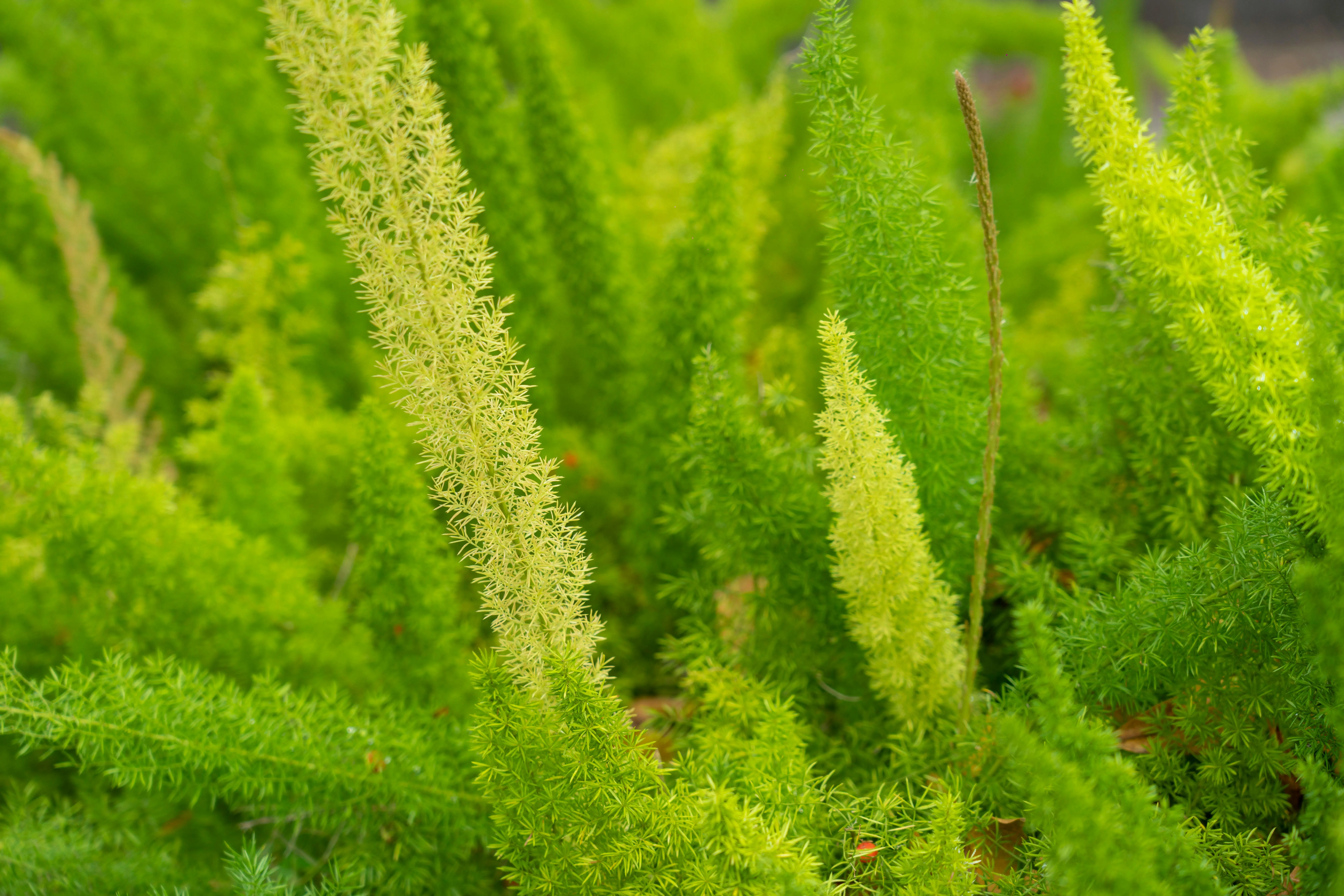 asparagus fern/foxtail fern Vibrant green asparagus fern foliage creating a dense and lush botanical display.