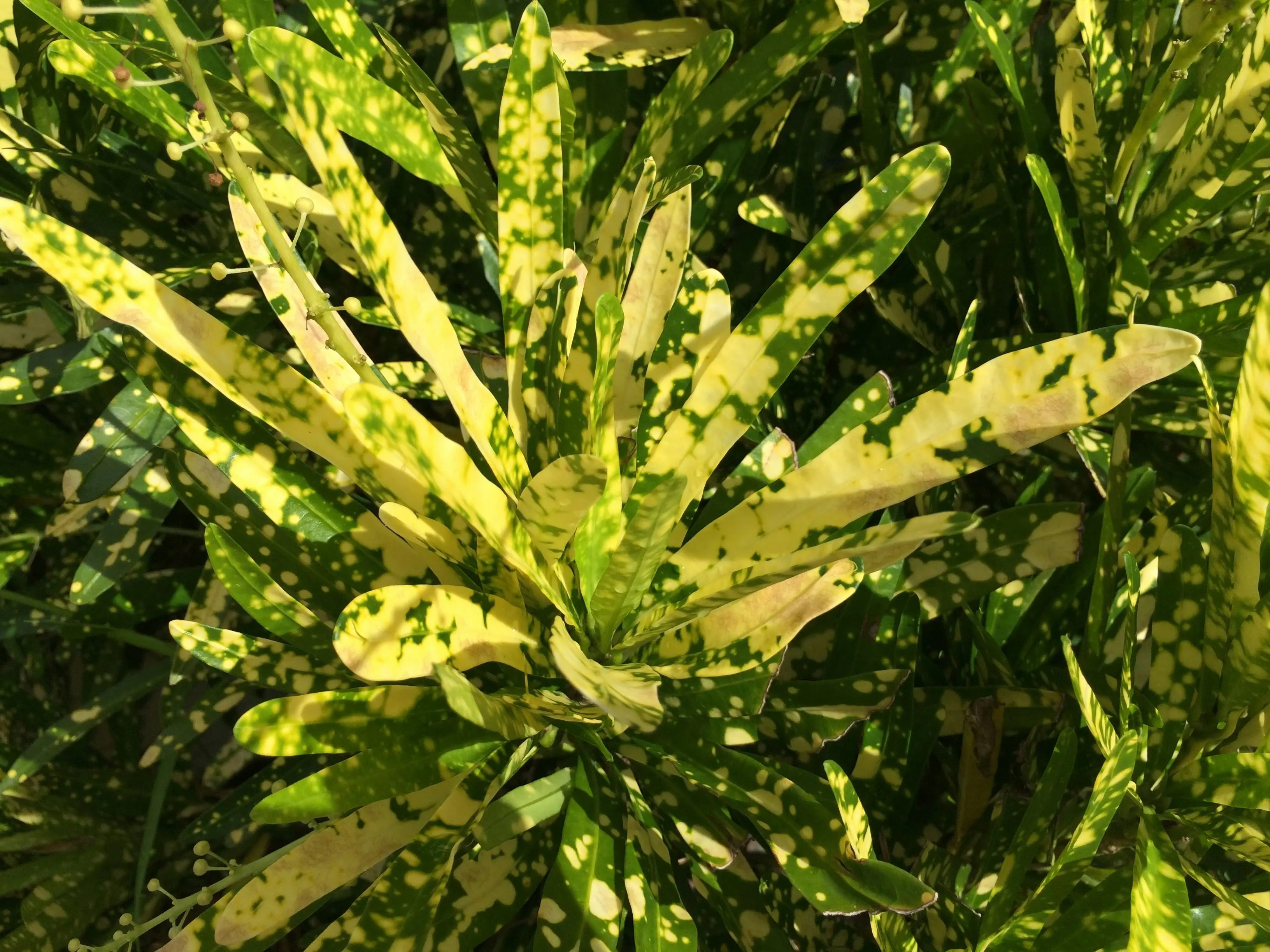 Asparagus Fern/Foxtail Fern : 10 Amazing Care Tips