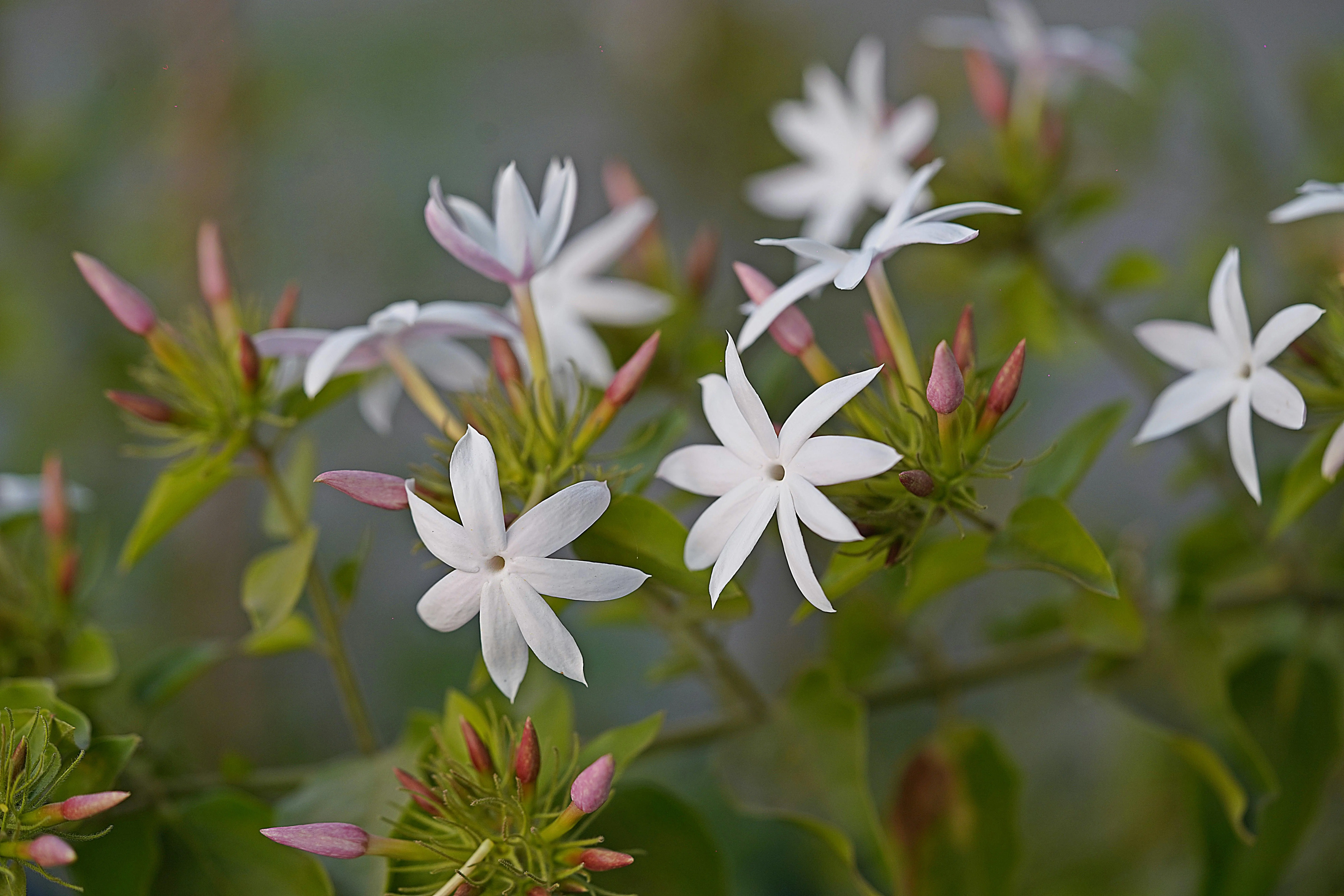 bloom jasmine Blooming white jasmine flowers with buds and green foliage, symbolizing purity and beauty.