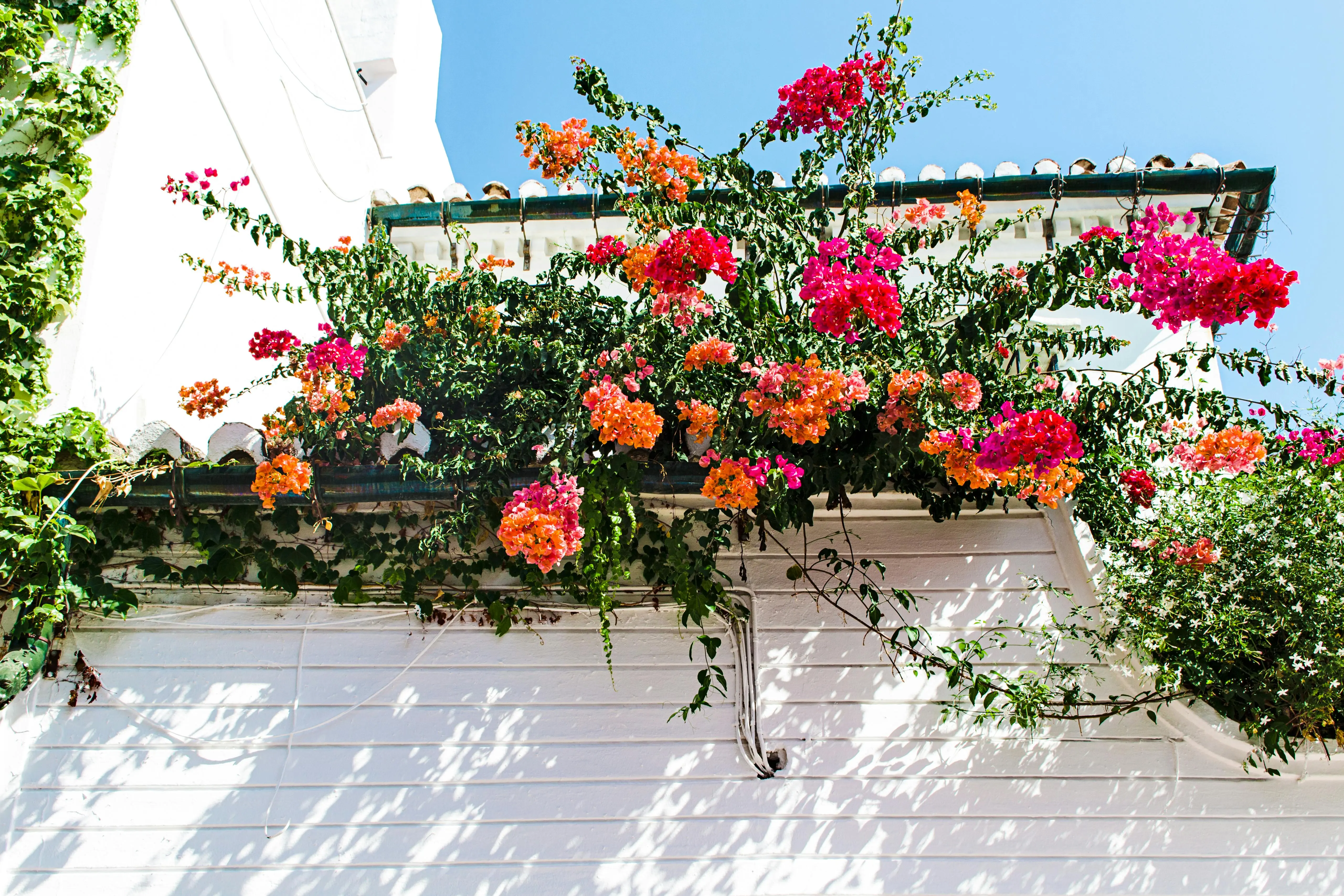 bloom jasmine Vivid bougainvillea blooms adorn a whitewashed wall under a bright blue sky in Córdoba, Spain.