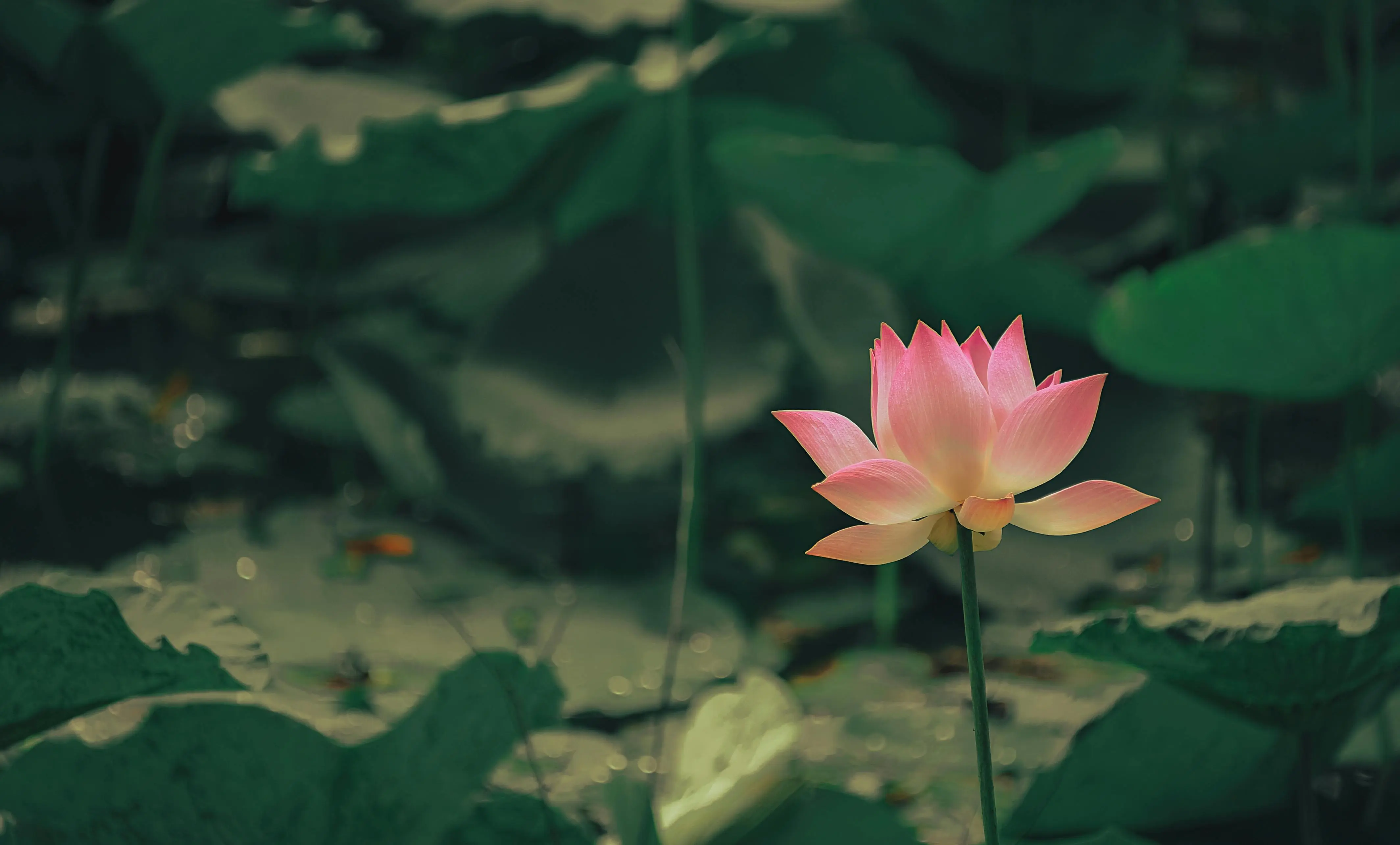 lily bouquet A beautiful pink lotus flower blooming in a tranquil pond environment.