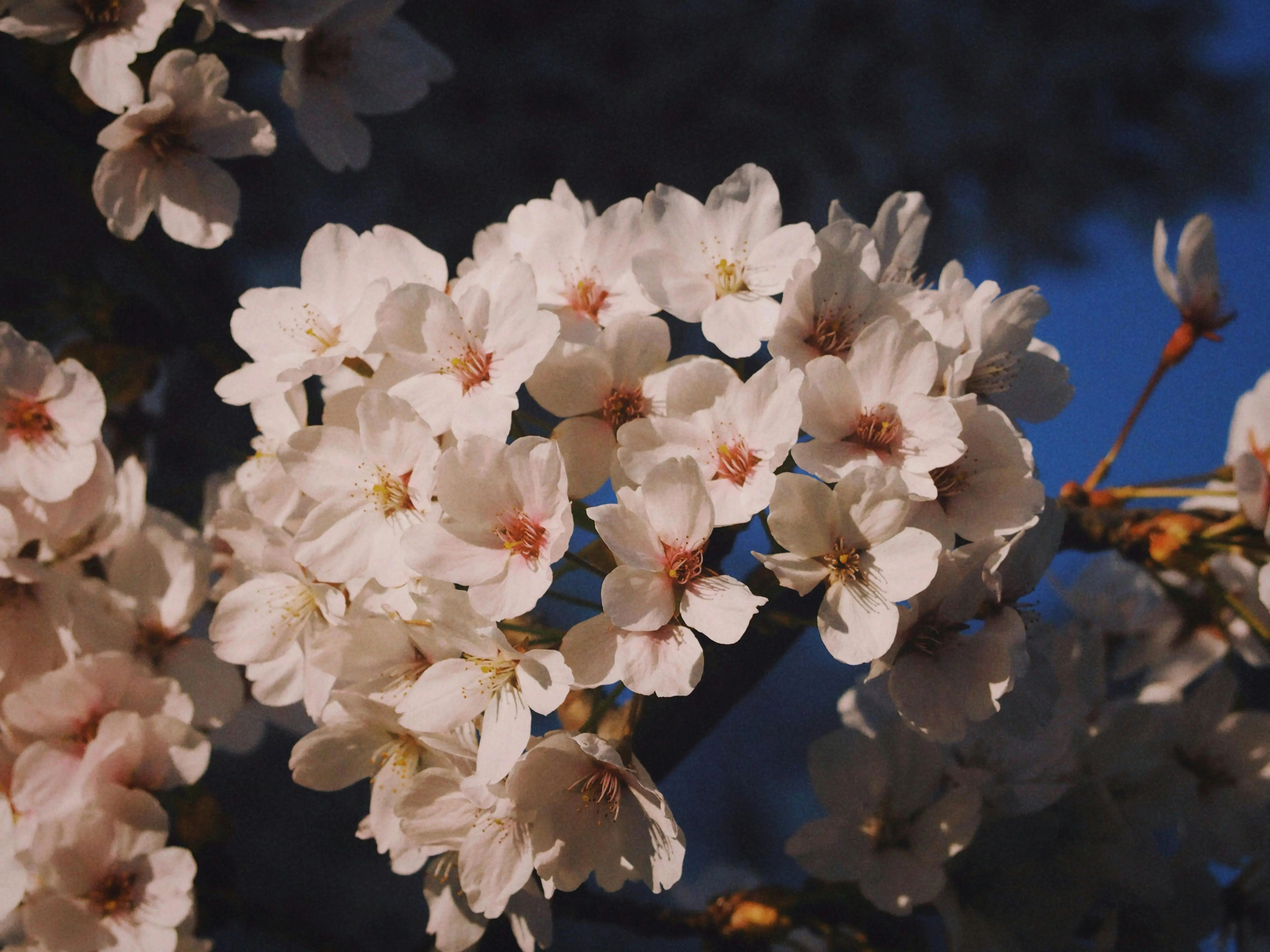 flowers with orange Cherry Blossom