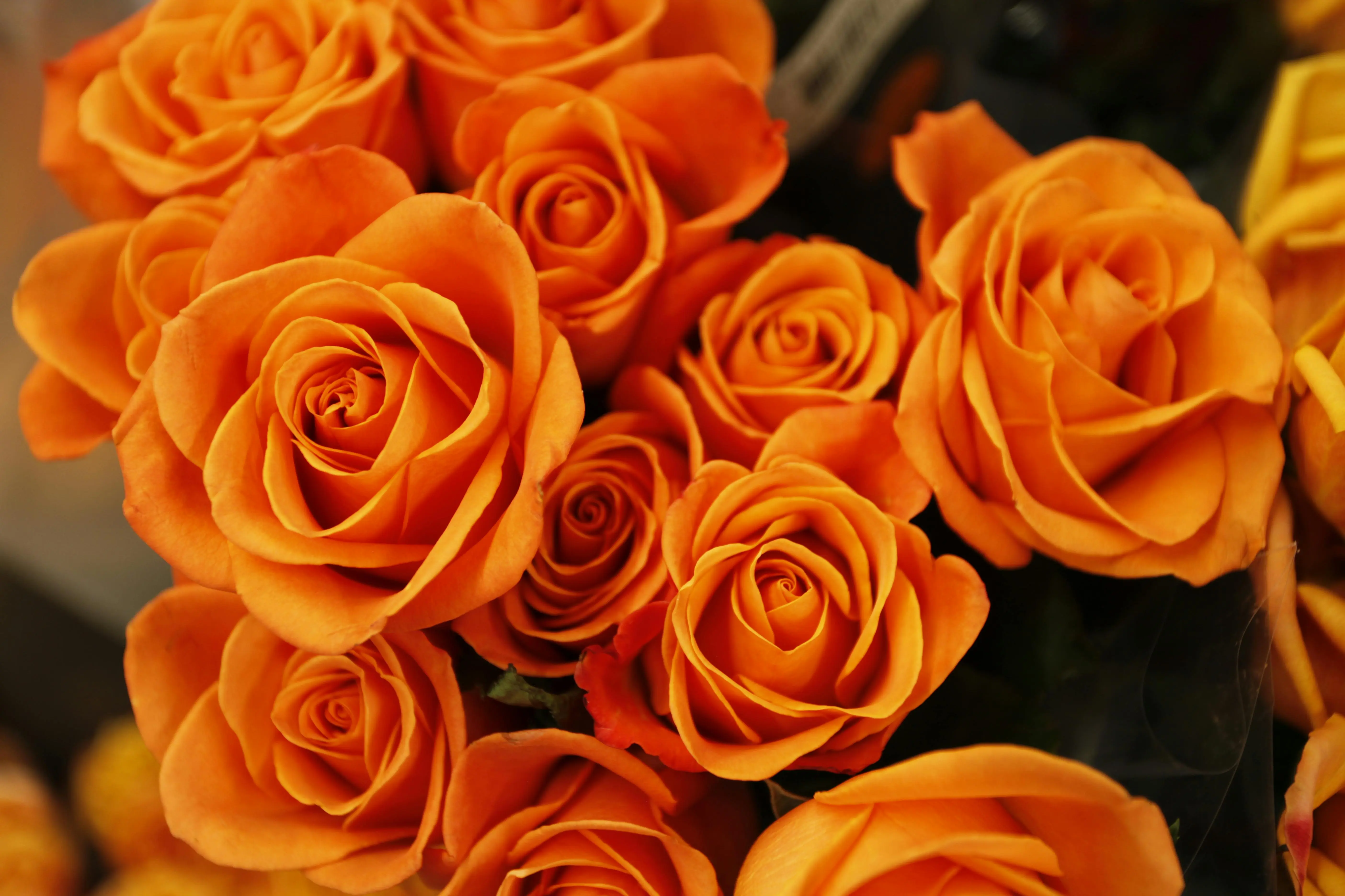 flowers with orange A detailed close-up of vibrant orange roses in full bloom creating a lush floral arrangement.