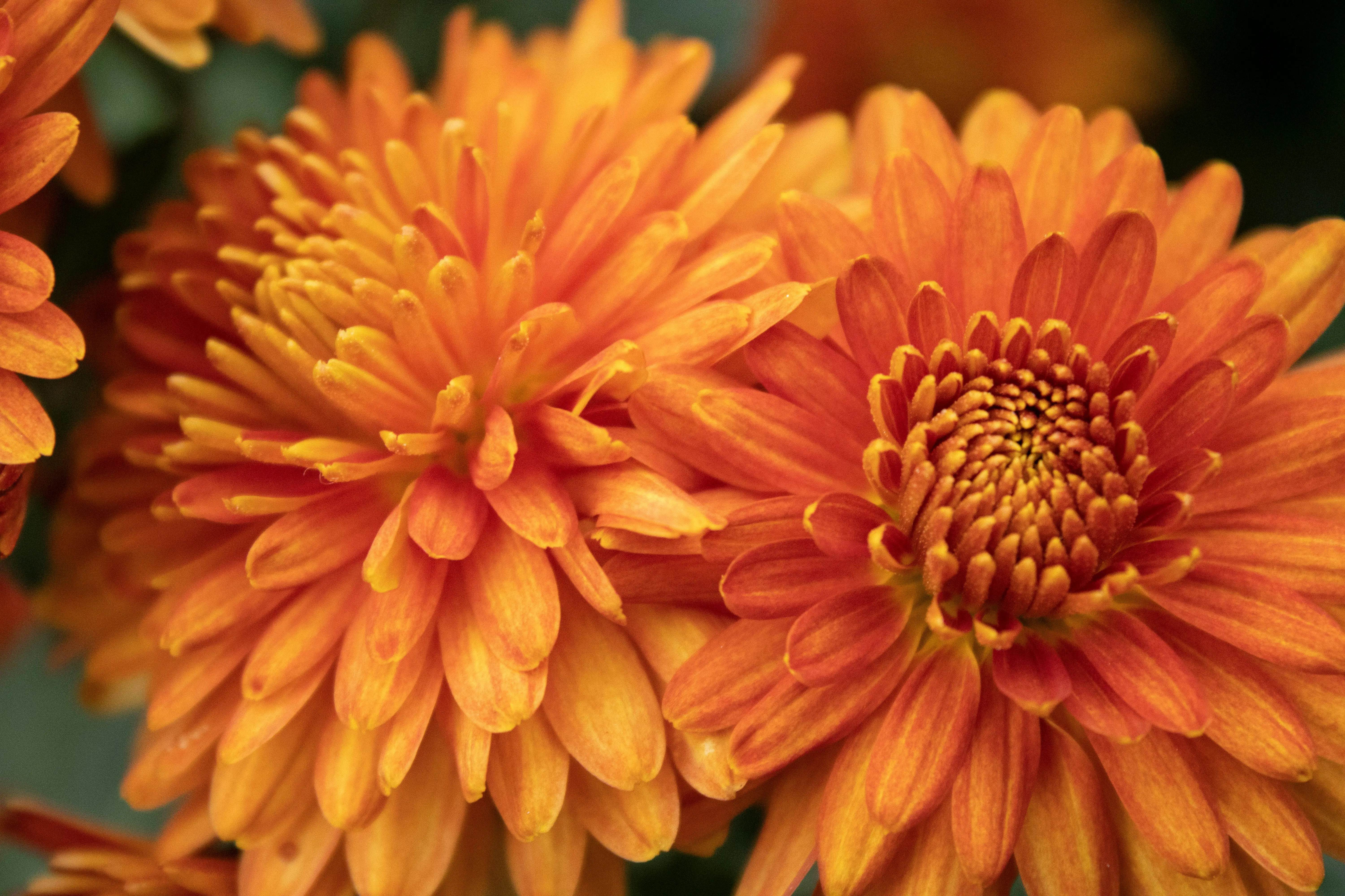 flowers with orange Close-up of vibrant orange chrysanthemums showcasing intricate petals and natural beauty.