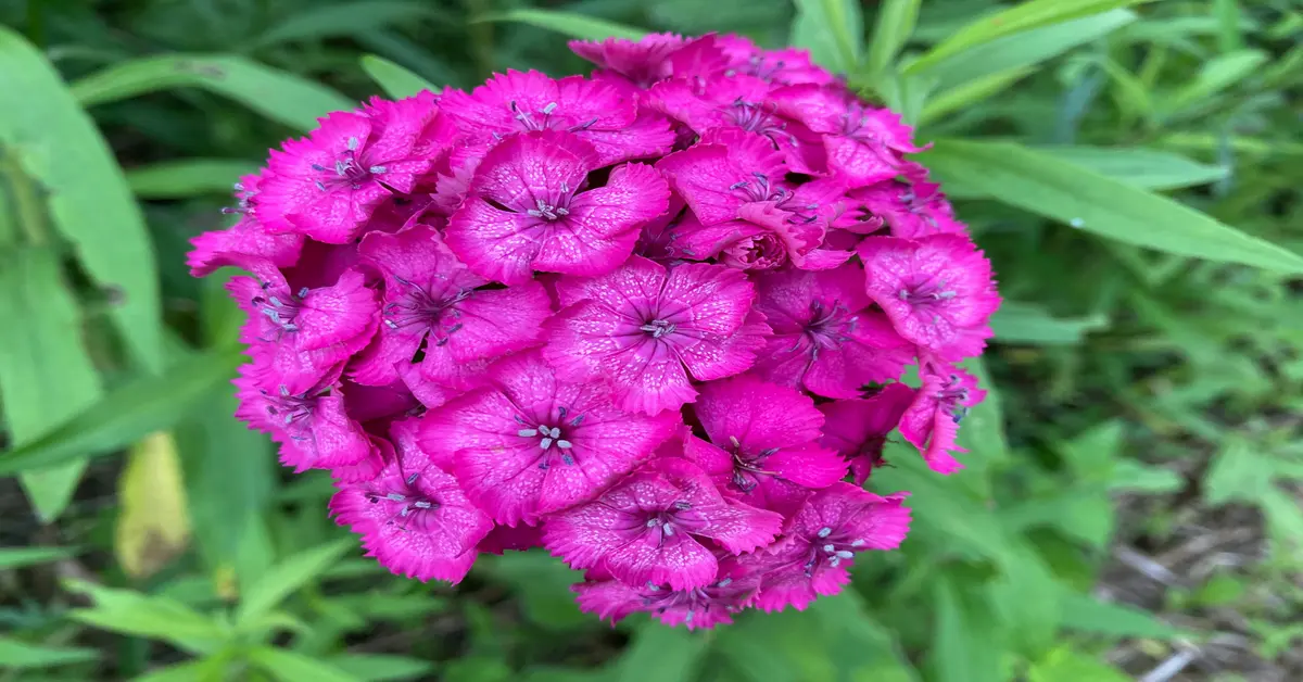 pink carnations