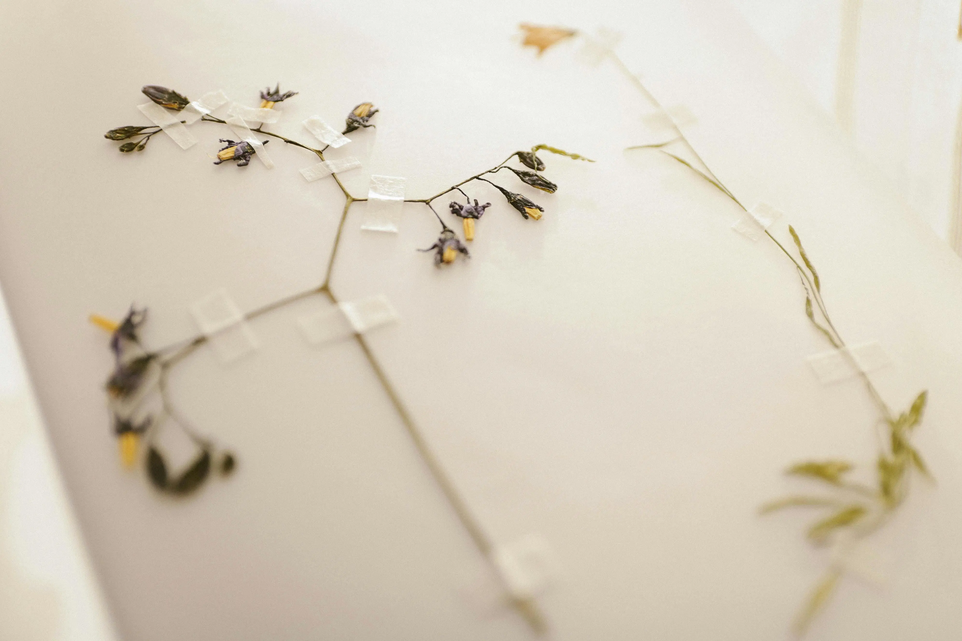 spring crafts Pressed flowers taped on a light surface, showcasing delicate floral preservation.