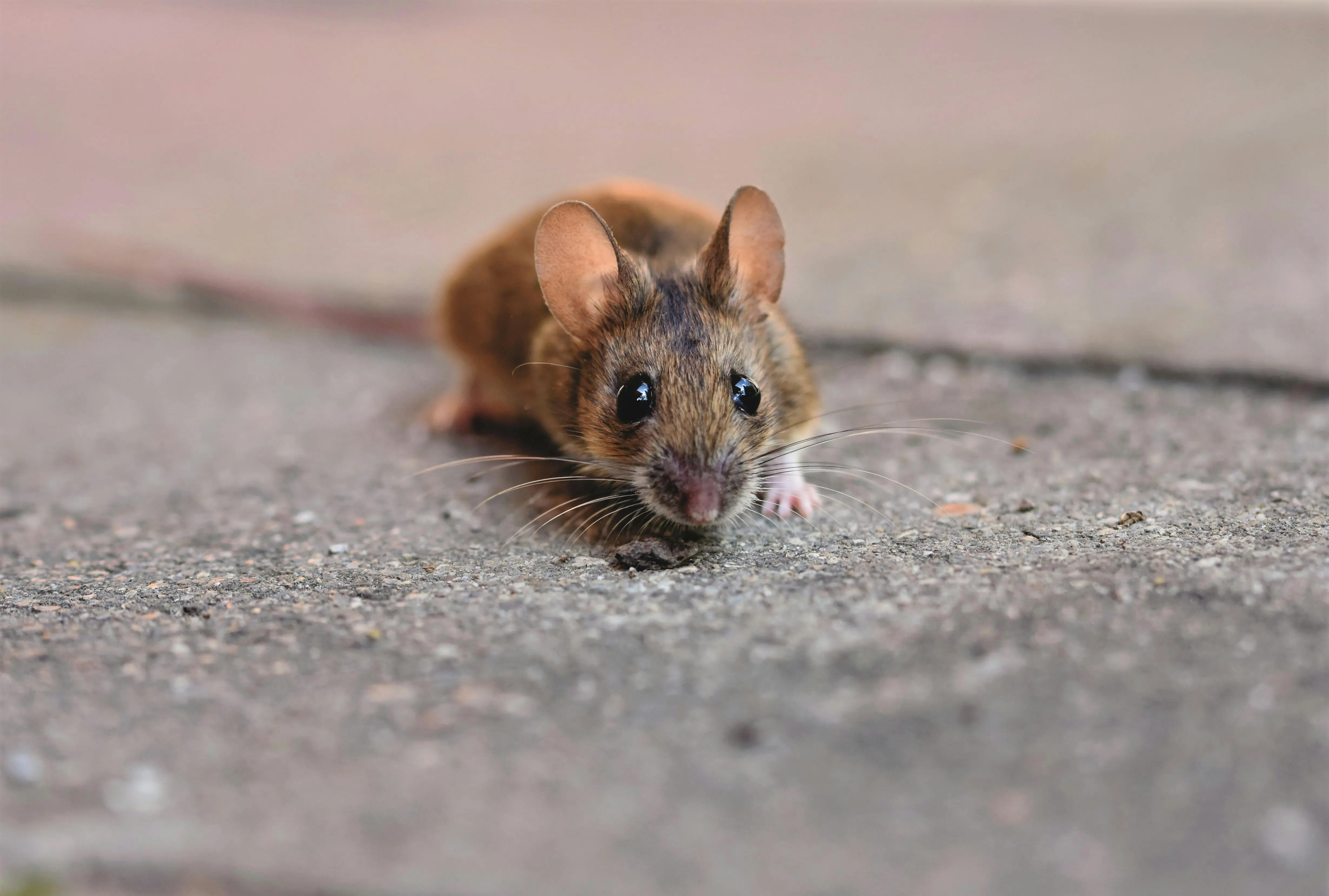 rat poison box A detailed close-up of a small mouse showcasing its whiskers on a textured concrete surface.