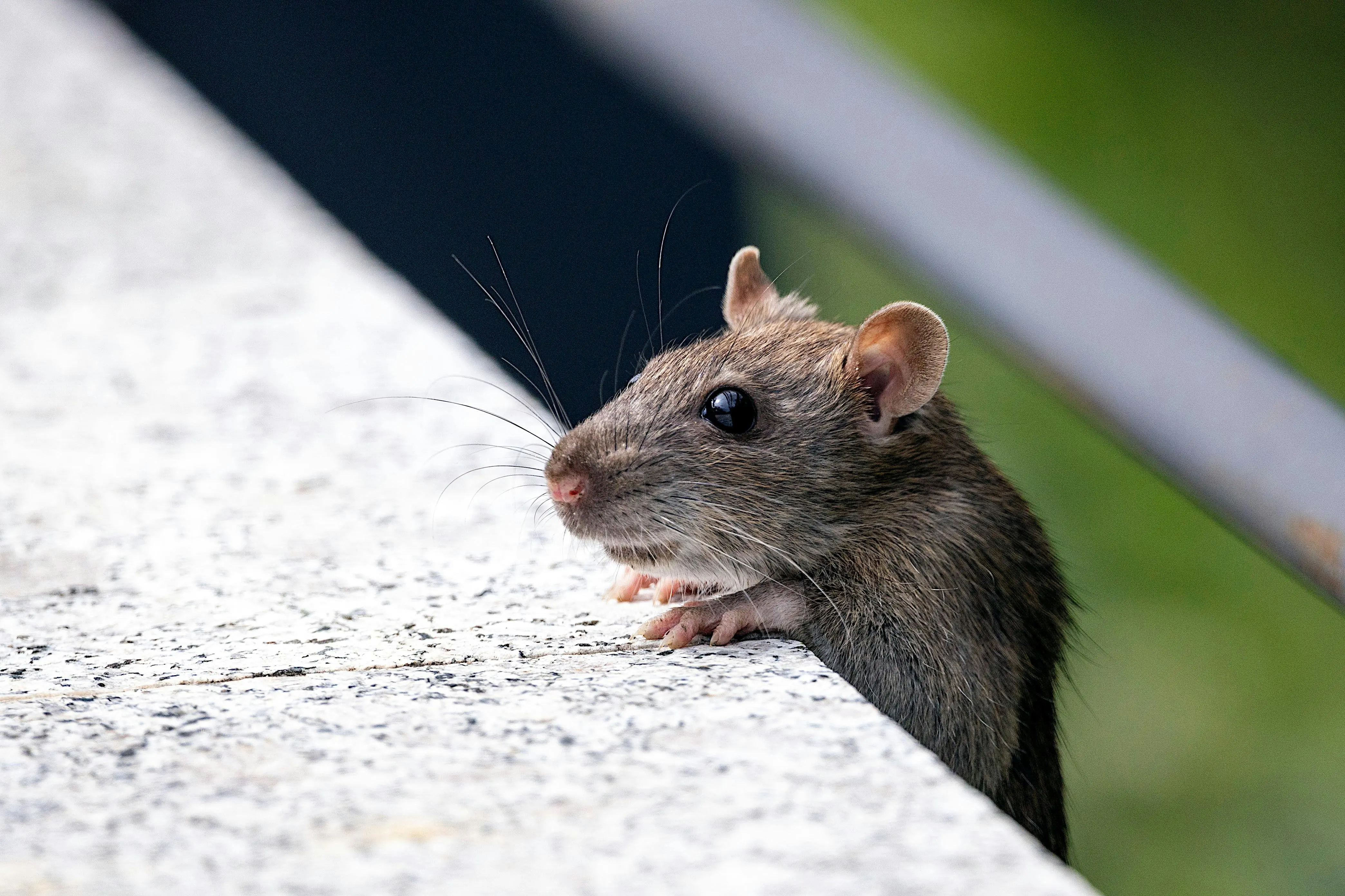 mouse bait Close-up of a house mouse peeking over a concrete edge outdoors.