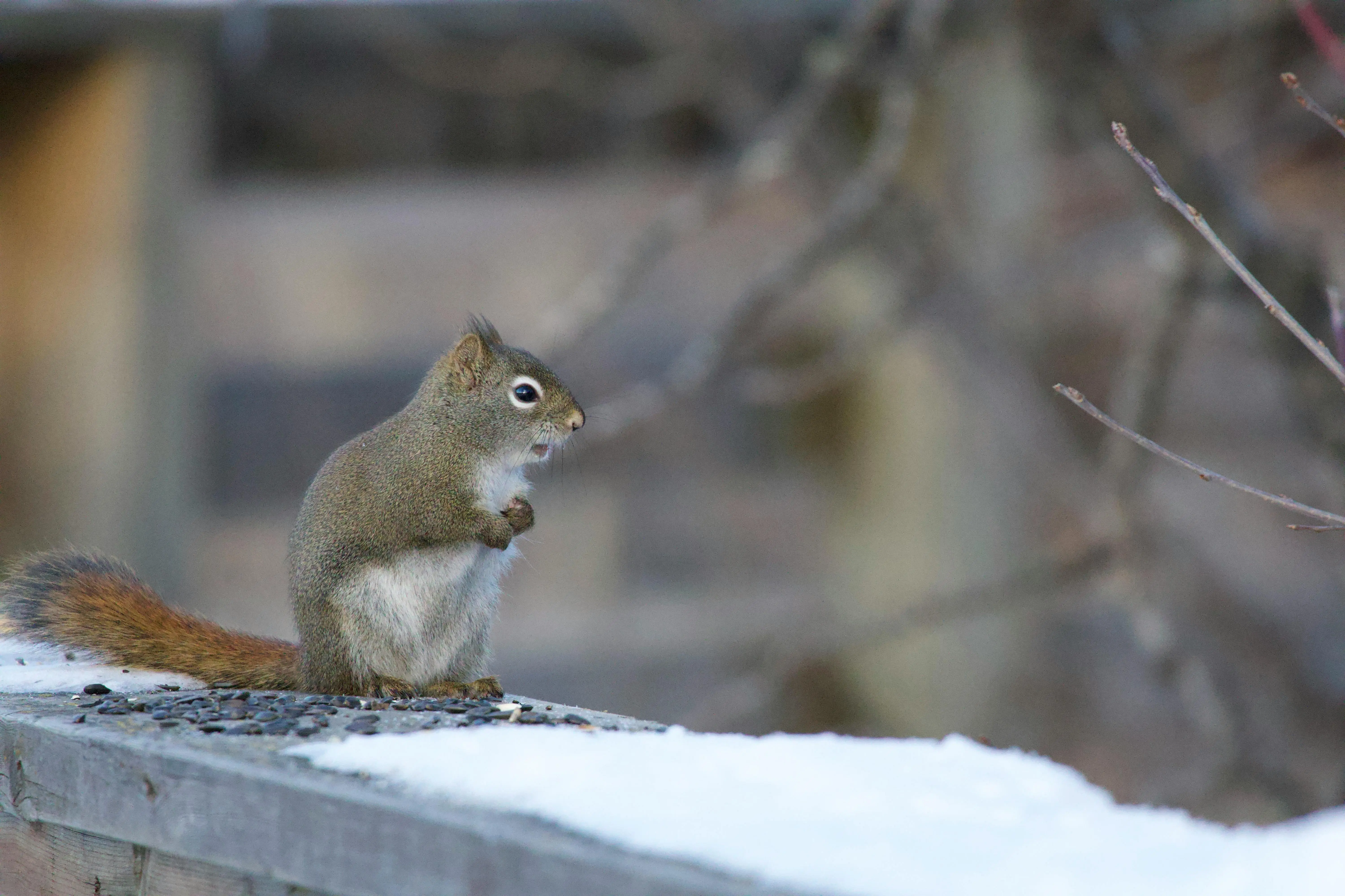 rat poop vs mouse poop Free stock photo of american red squirrel, animal, cute