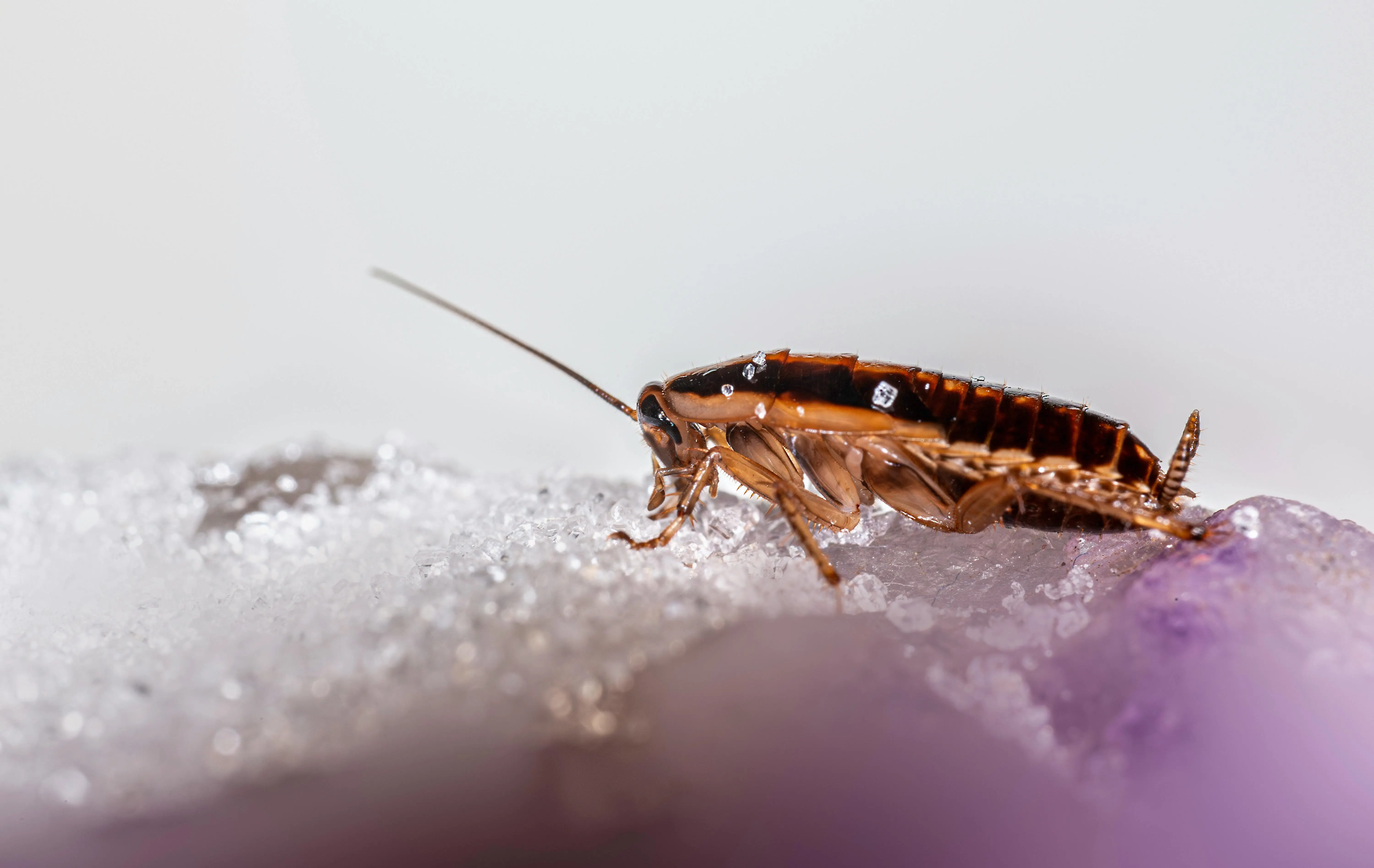 rat poop vs mouse poop Macro shot of a cockroach on a glistening crystalline surface, showcasing details and textures.