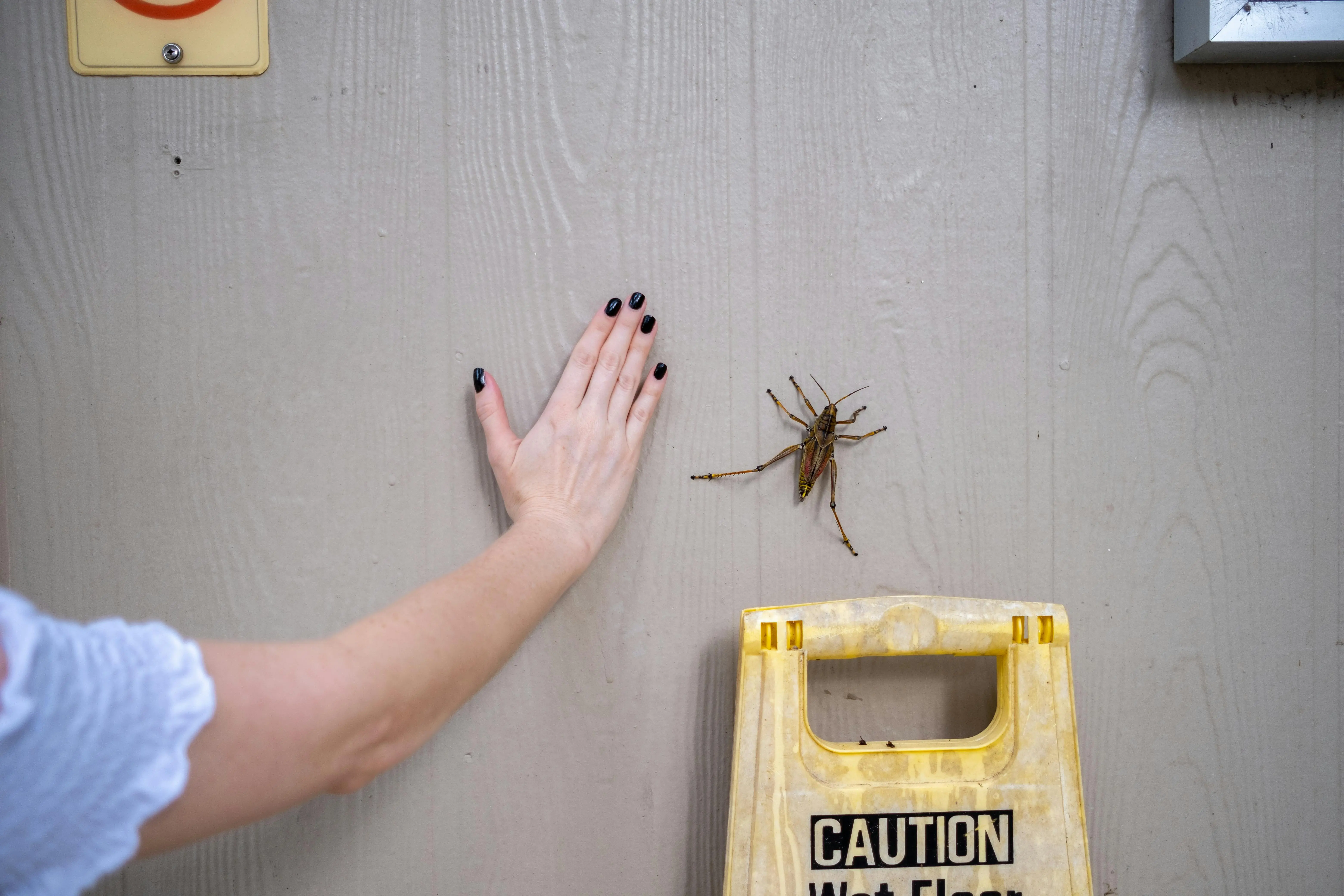 rat poop vs mouse poop A large insect on a wall beside a human hand and a caution sign.