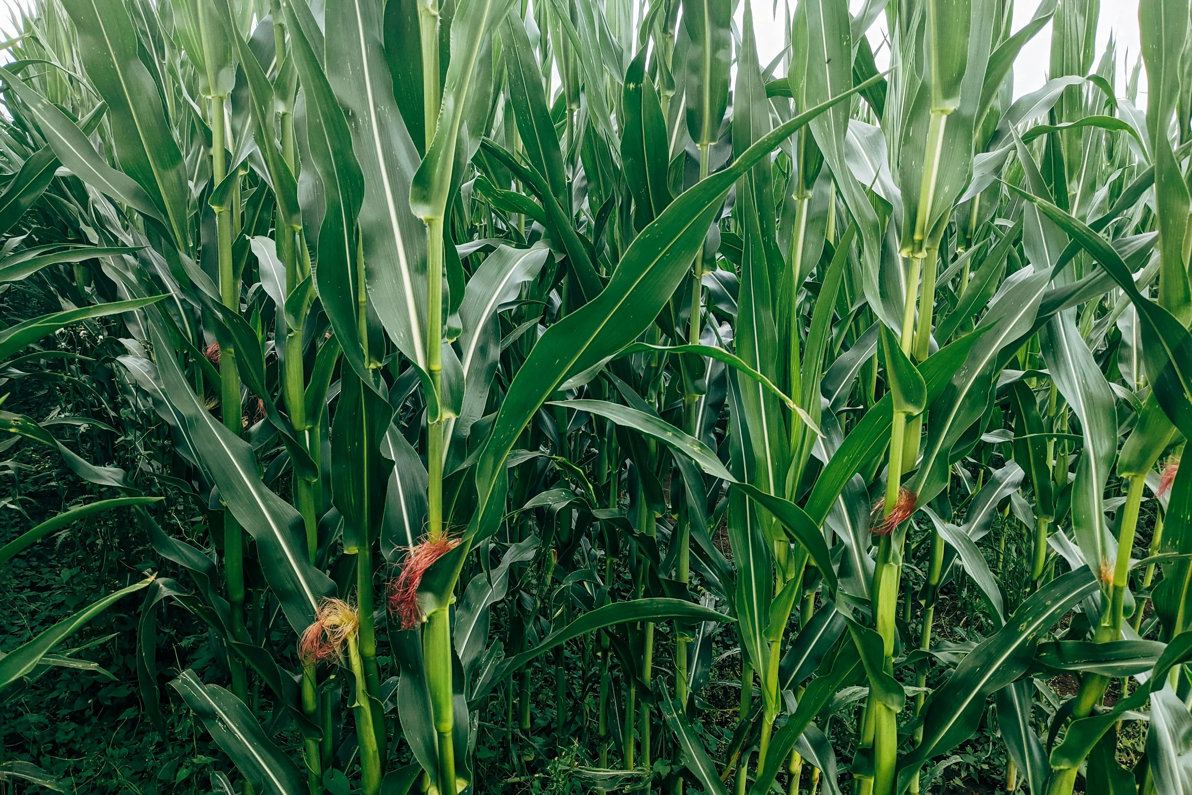 corn plant care Vibrant cornfield showcasing healthy green stalks and lush leaves in the rural outdoors.