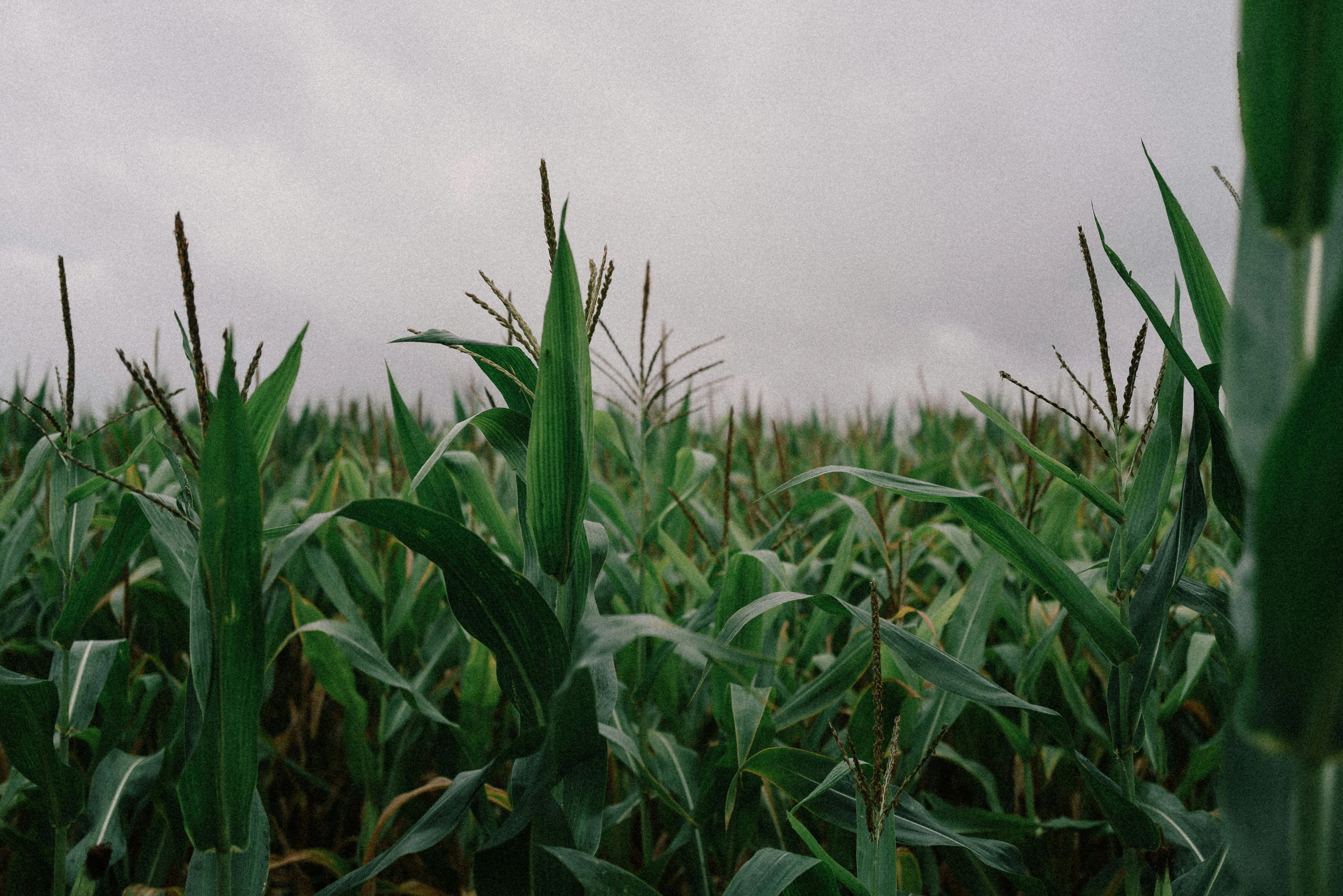 corn plant care Vibrant corn field stretching under a cloudy sky, highlighting rural agriculture.