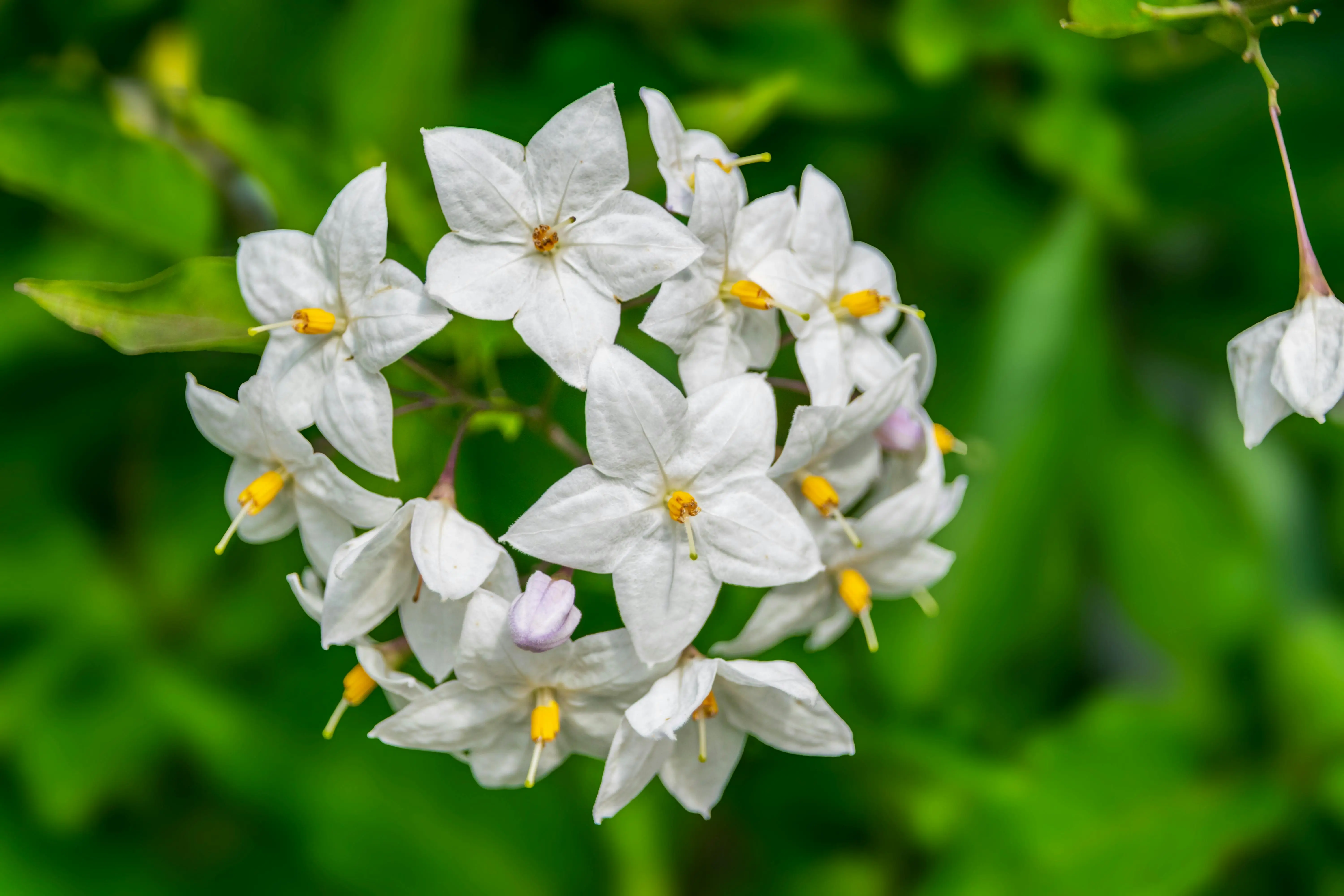 bloom jasmine Detailed view of white jasmine flowers with green background, showcasing nature's elegance.