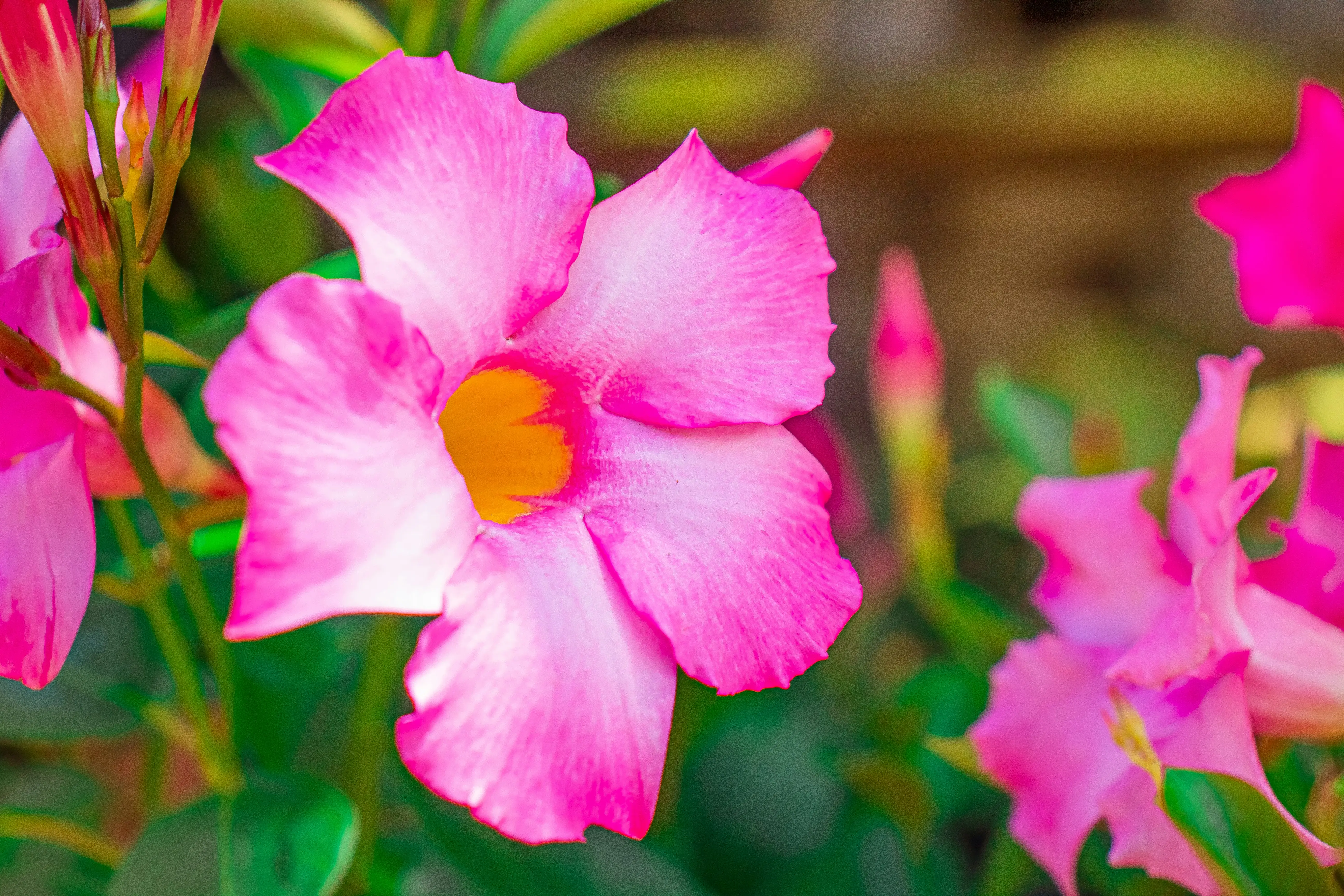 Dipladenia : 5 Secrets to Breathtaking Blooms !