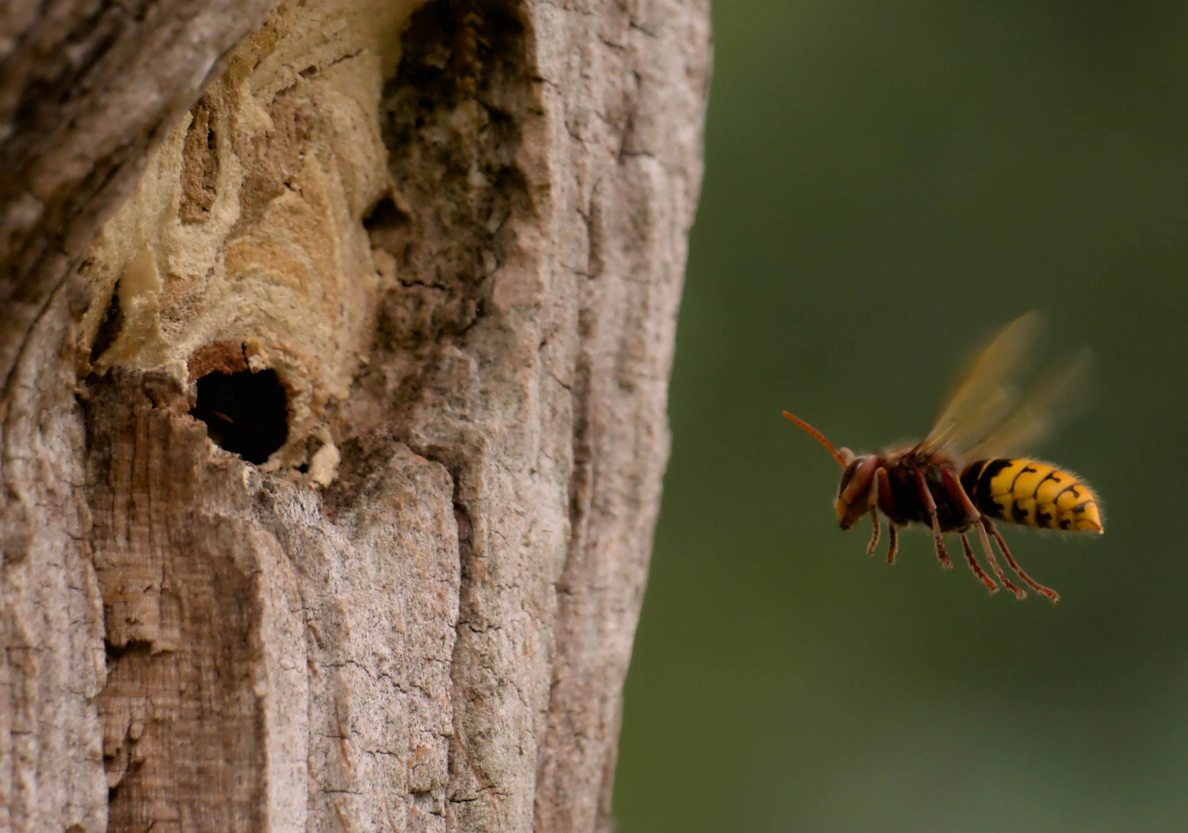 Hornet Nest vs Wasp Nest : 5 Critical Differences