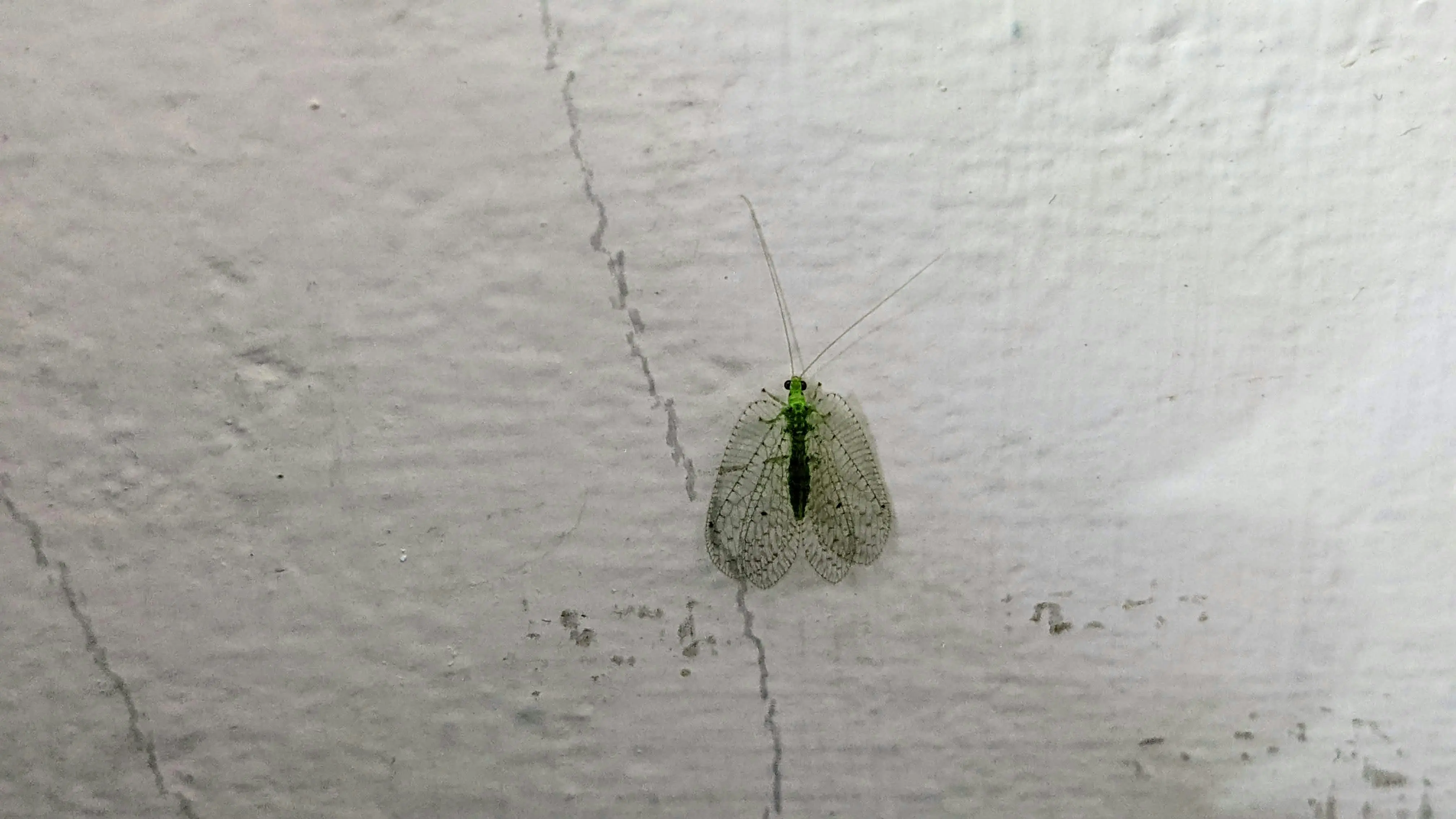 In Wall Pest Control : 5 Genius Ways to Eradicate Pests