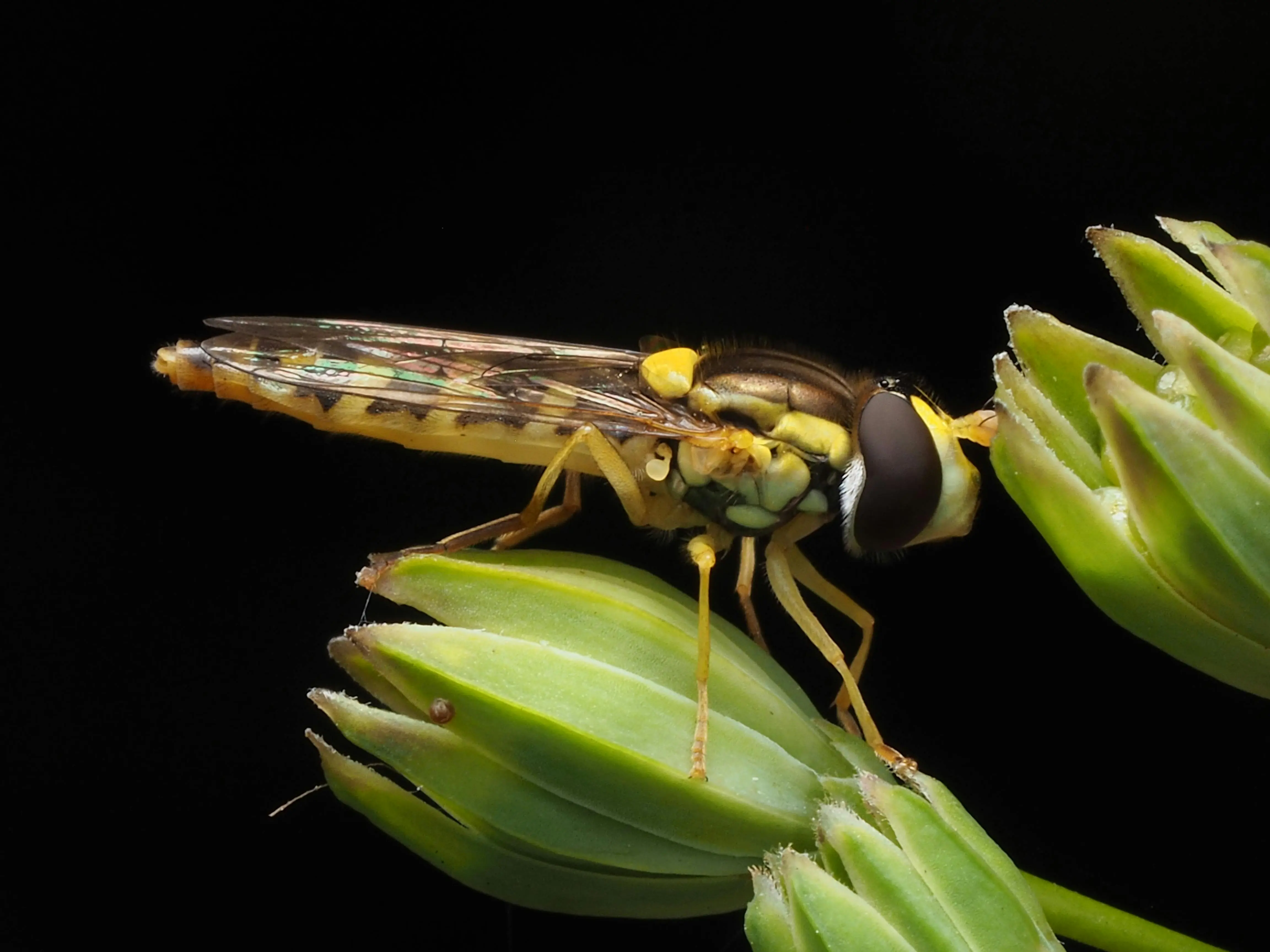 hornet nest vs wasp nest Detailed macro photograph of a hoverfly perched on green buds, highlighting the insect's features.