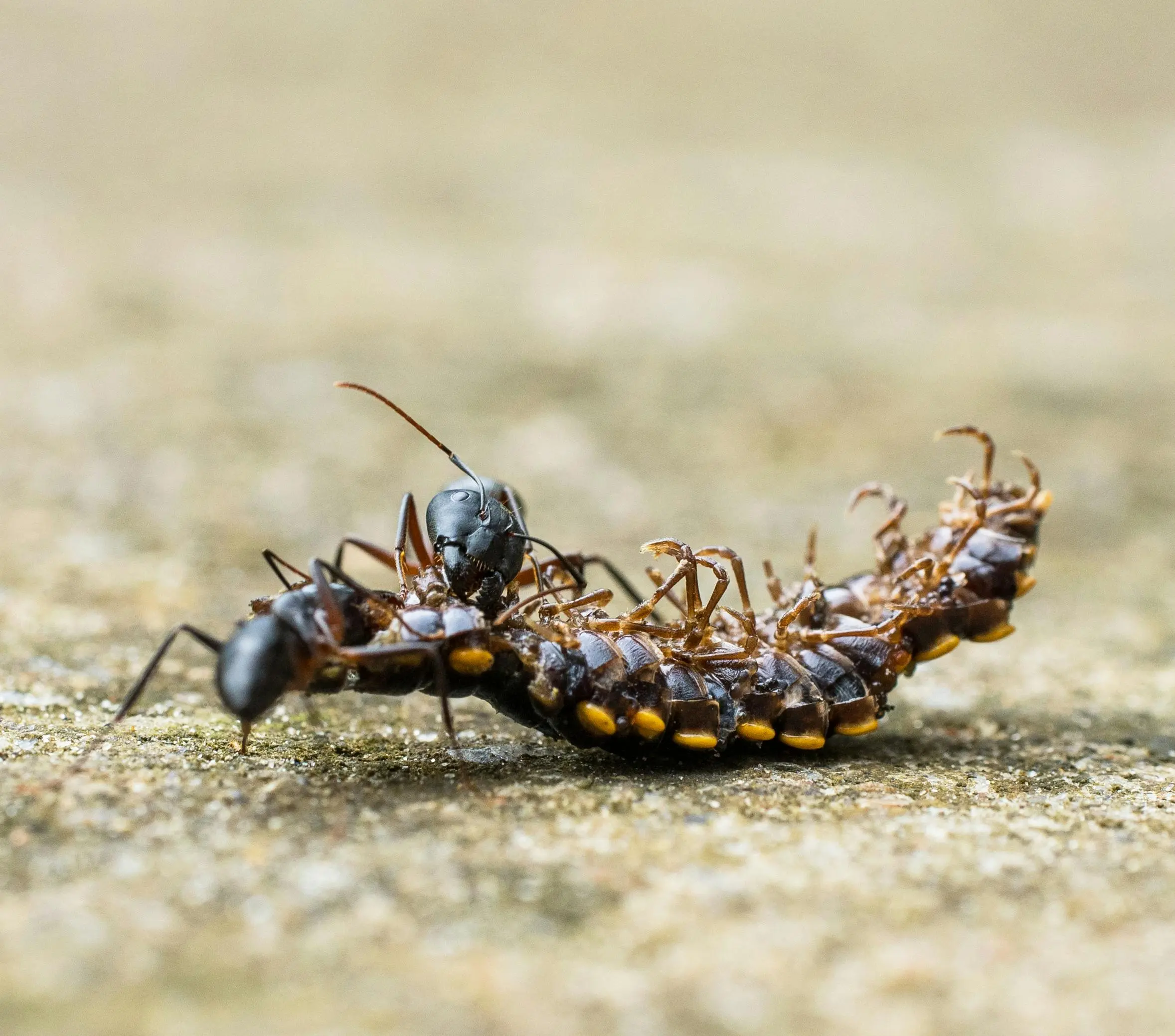 what keeps ants away Macro photo of an ant dragging a centipede on a textured surface, showcasing nature's life cycle.
