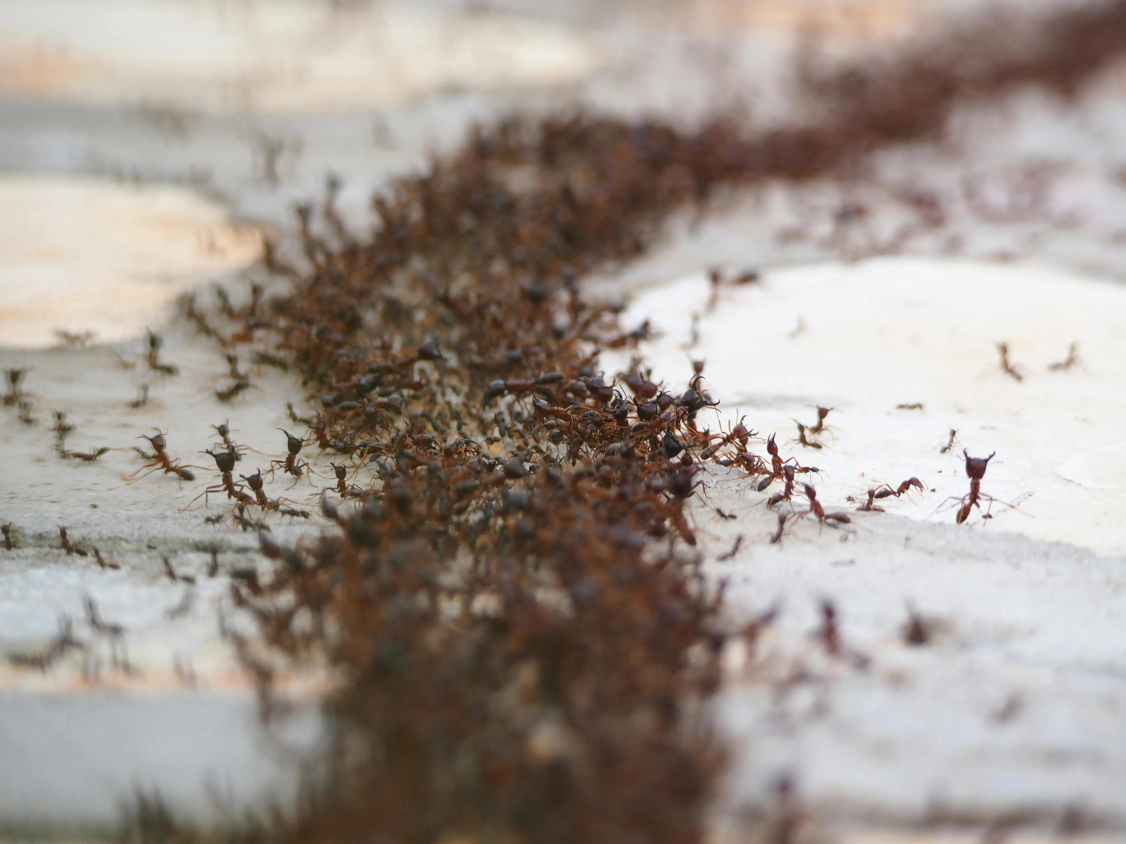 what keeps ants away A close-up photograph of a moving colony of ants on the ground, showcasing wildlife behavior.