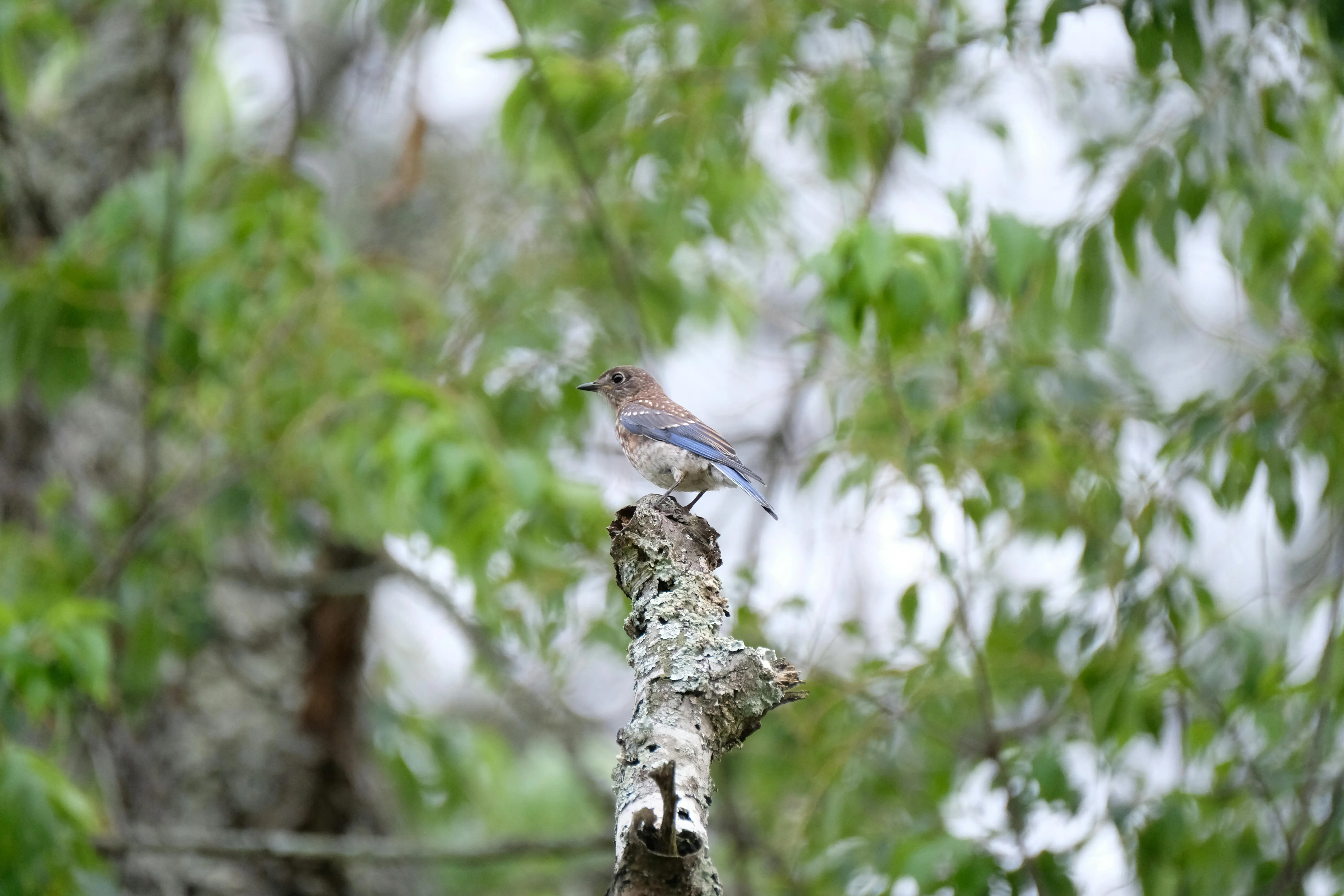blue bird feeders Captivating shot of an Eastern Bluebird perched on a tree branch in Asheville, NC.