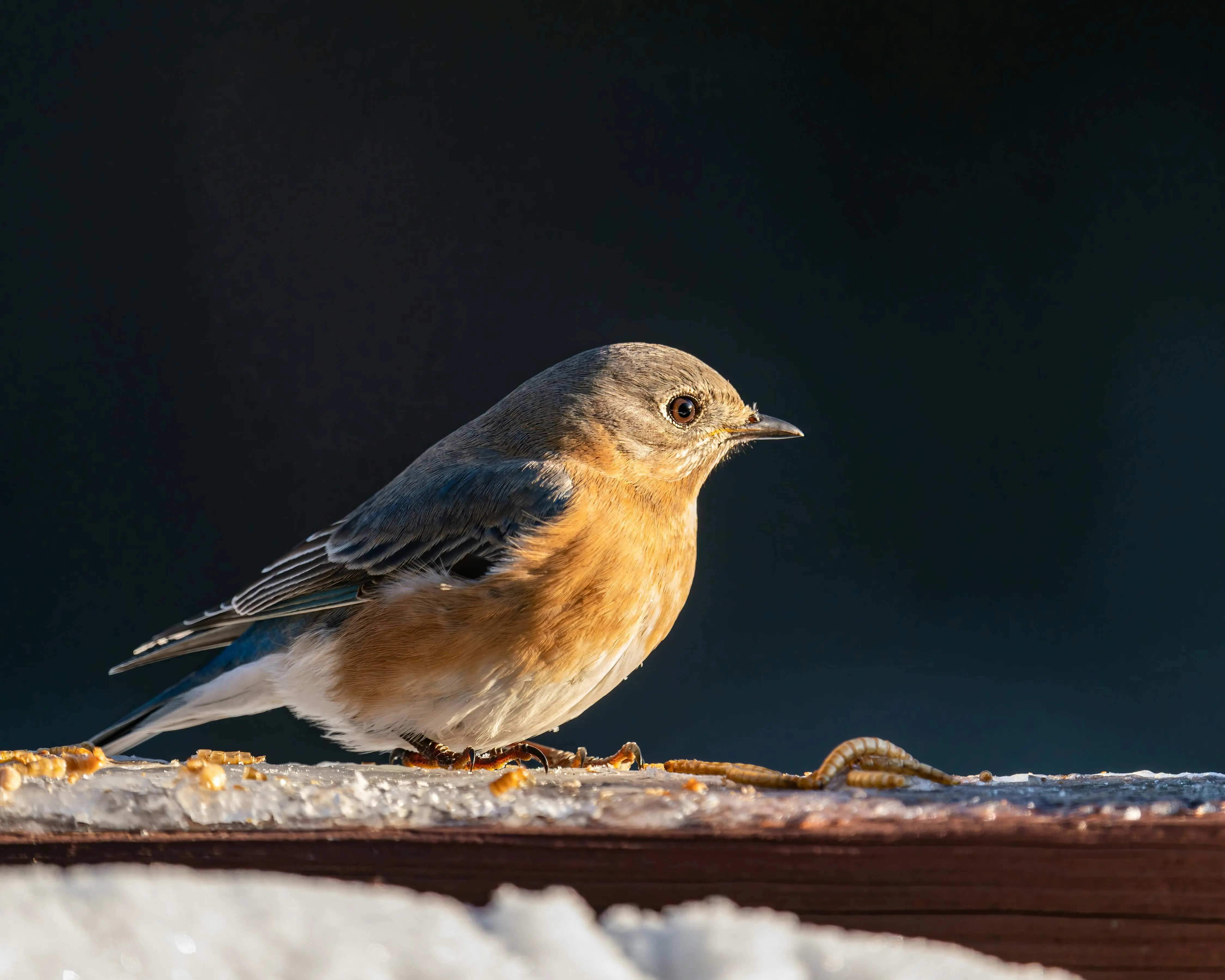 blue bird feeders Close-up of an Eastern Bluebird with worms on a snowy ledge during winter.