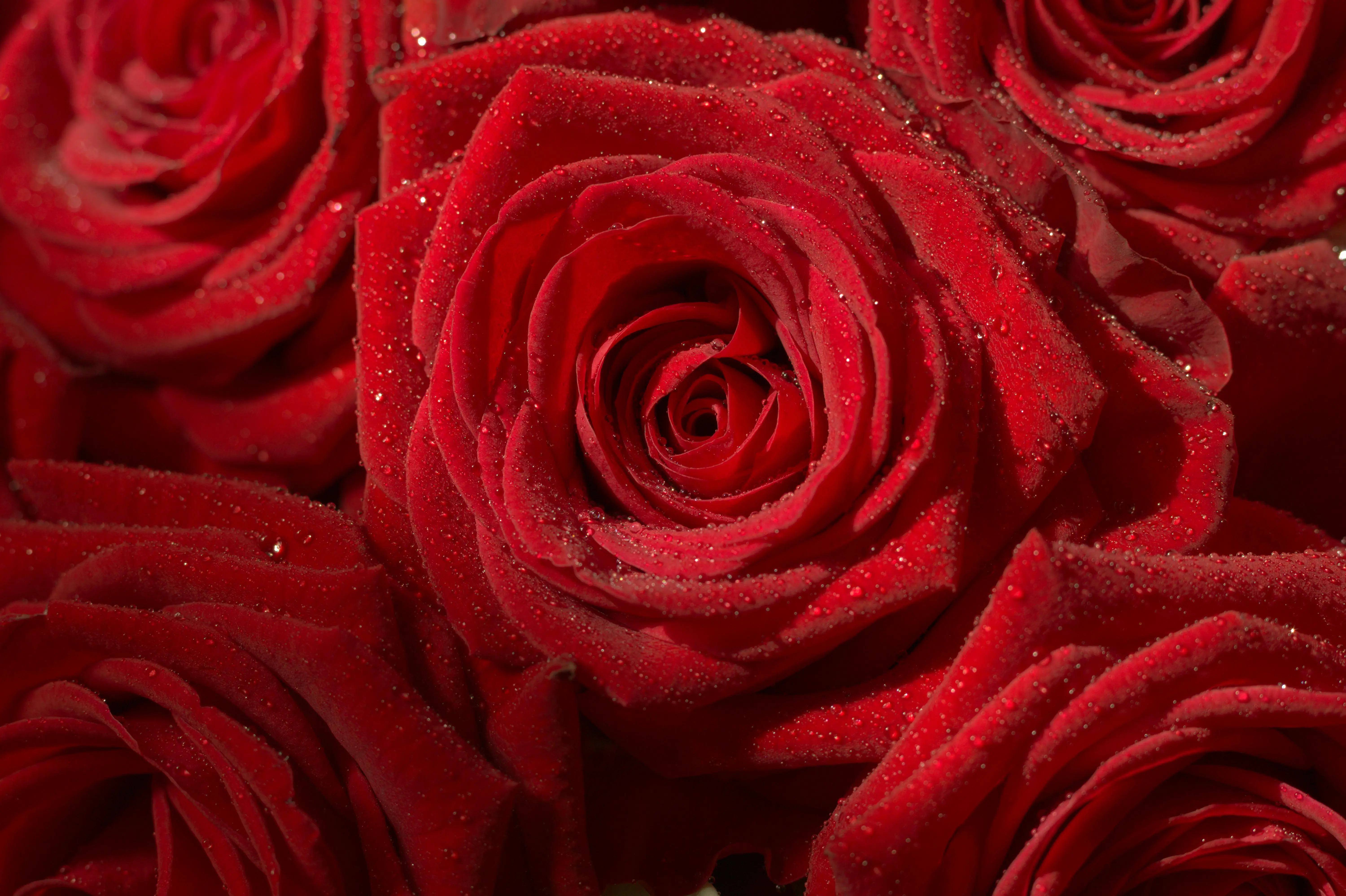 large bouquet Close-up of beautiful red roses with dewdrops, capturing their vivid color and details.