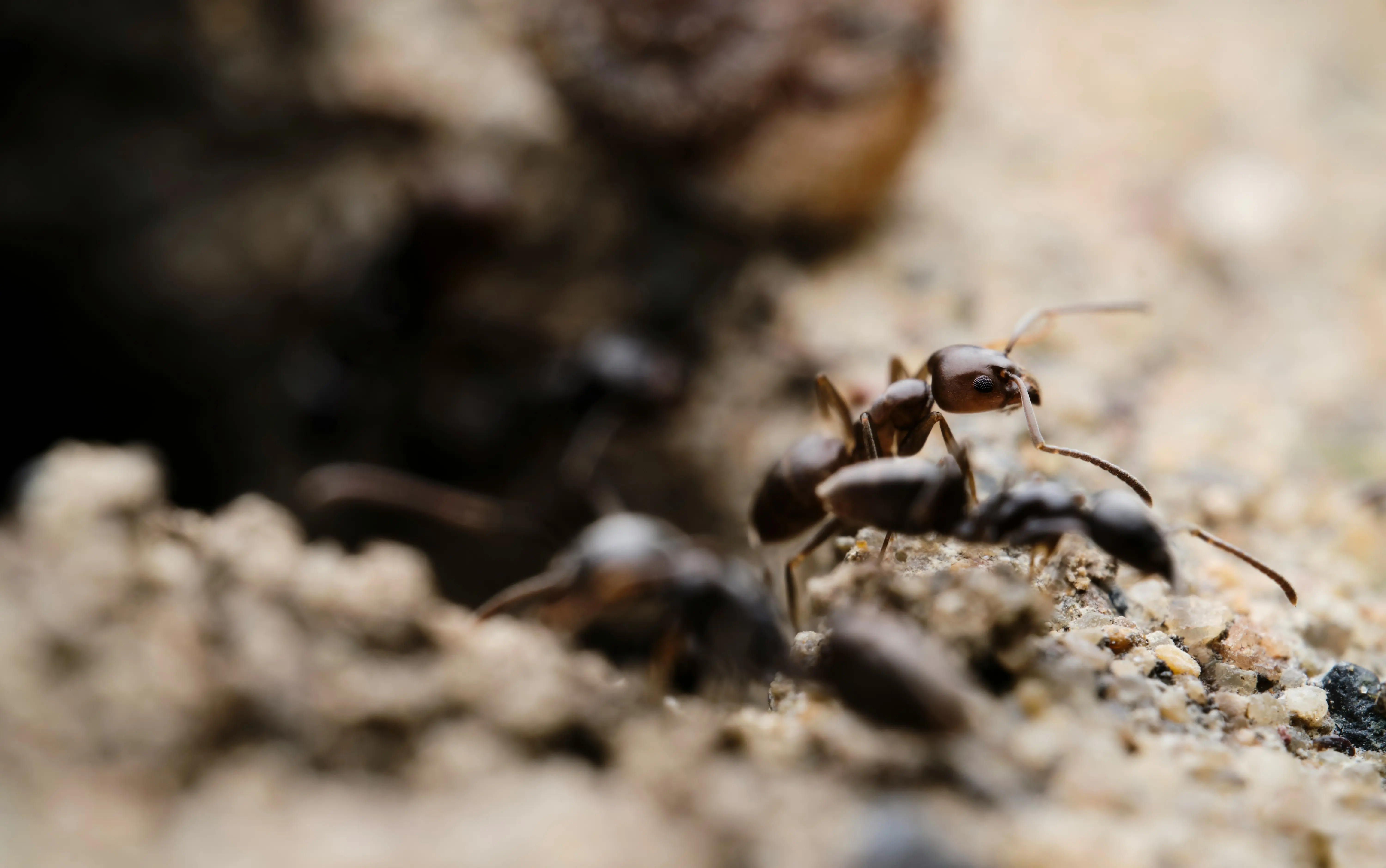 What Keeps Ants Away : 7 Proven Methods !
