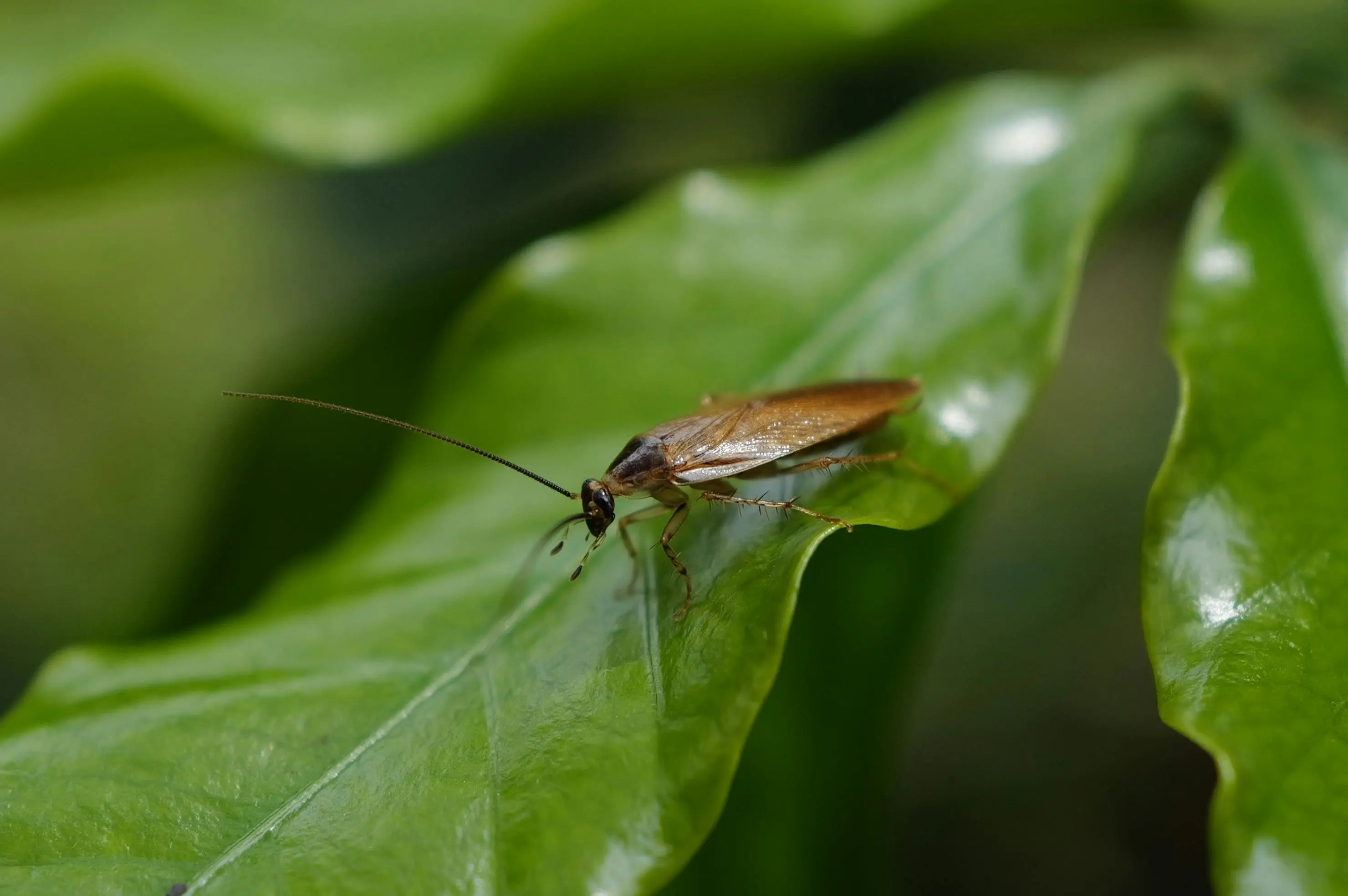 how to kill a cockroach Close-up image of a cockroach sitting on a green leaf, showcasing insect detail.