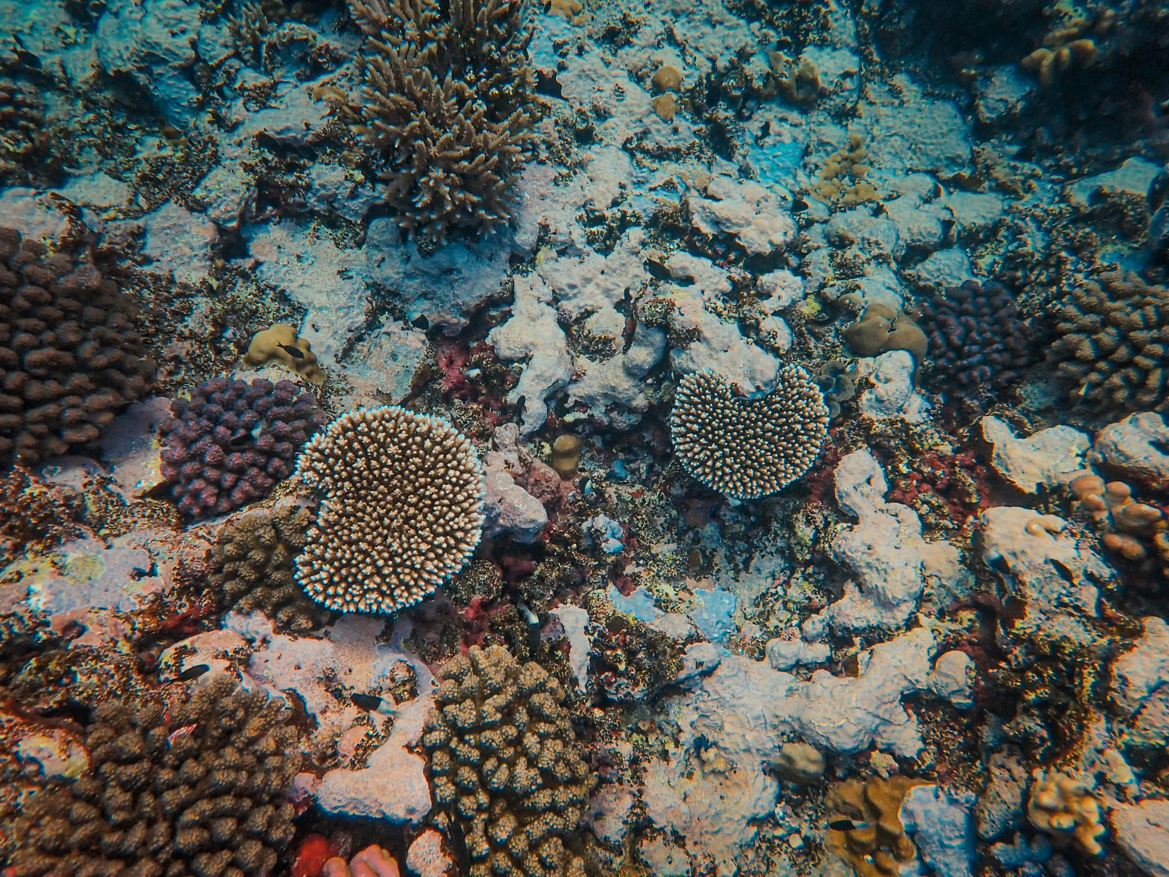 easy sip and paint ideas Explore the vibrant and diverse coral reef ecosystem teeming with unique marine life.