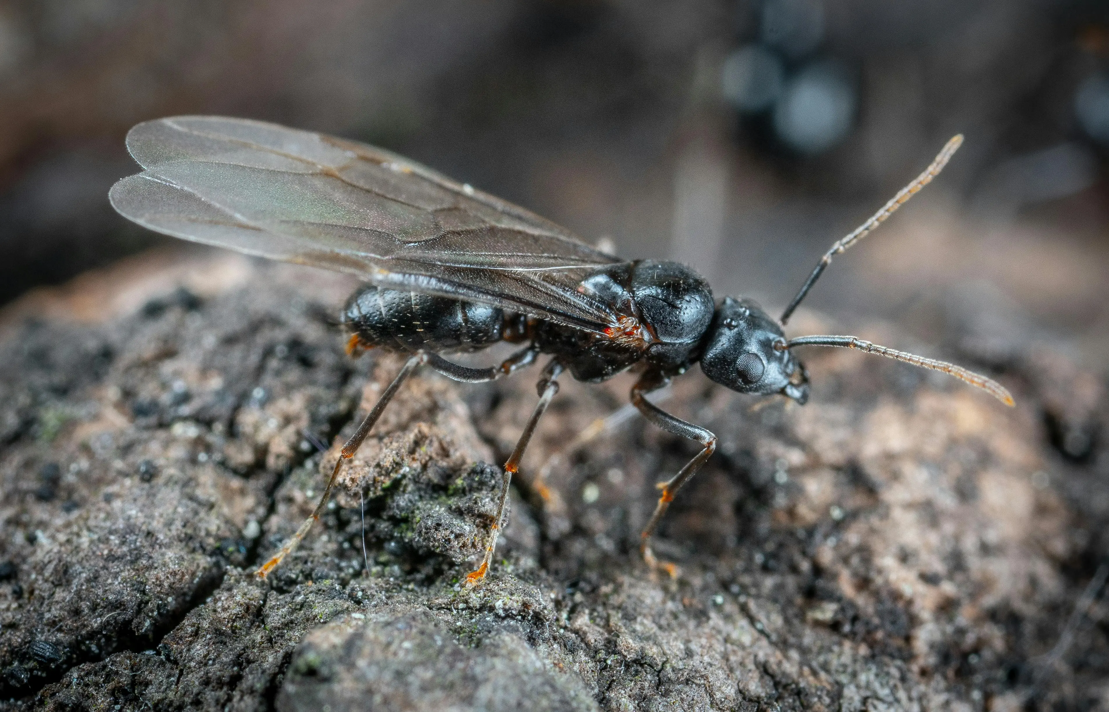 what keeps ants away Detailed macro shot showcasing a winged black ant on tree bark, highlighting its features and texture.