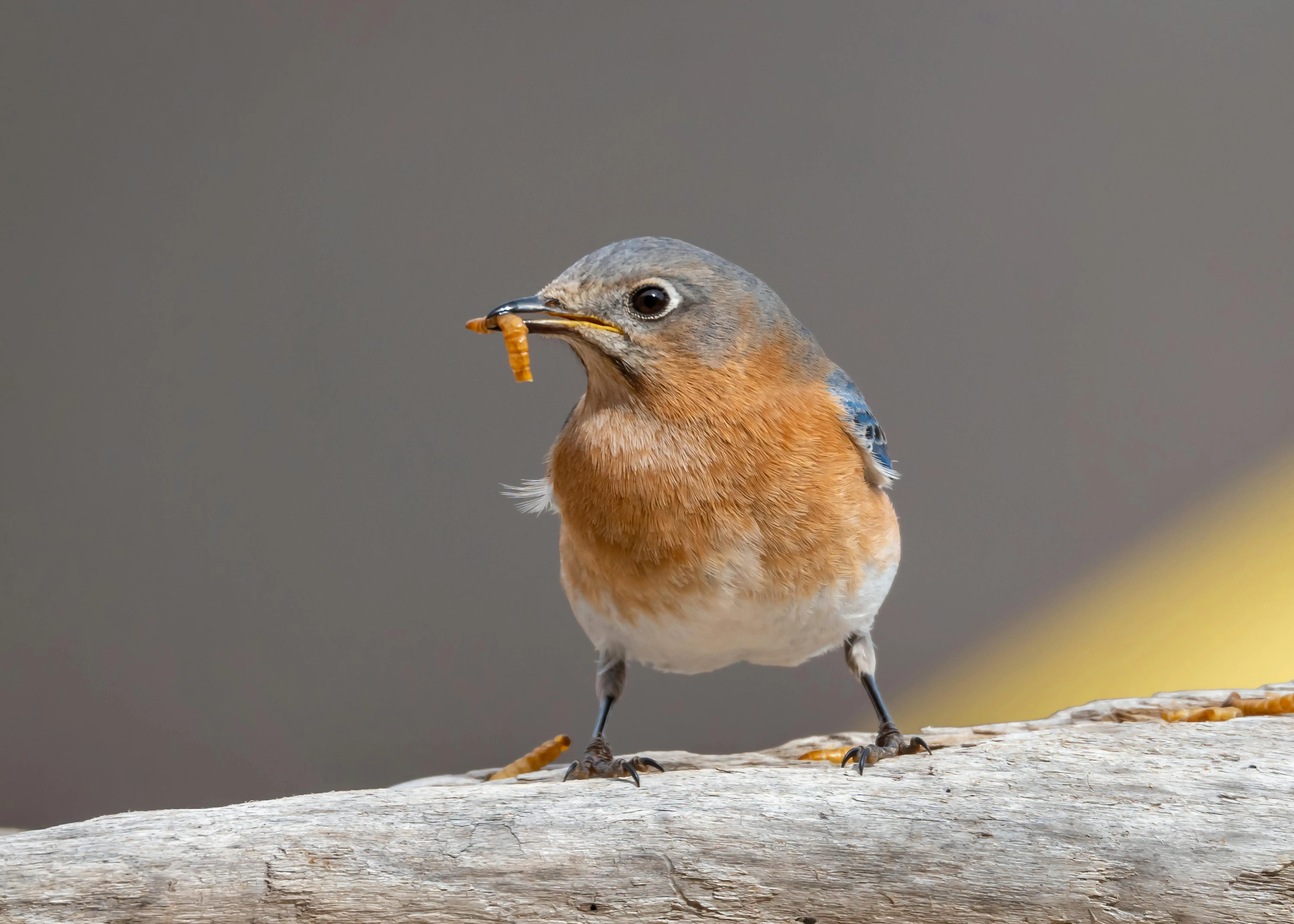 blue bird feeders Detailed close-up of an Eastern Bluebird holding a mealworm in its beak.