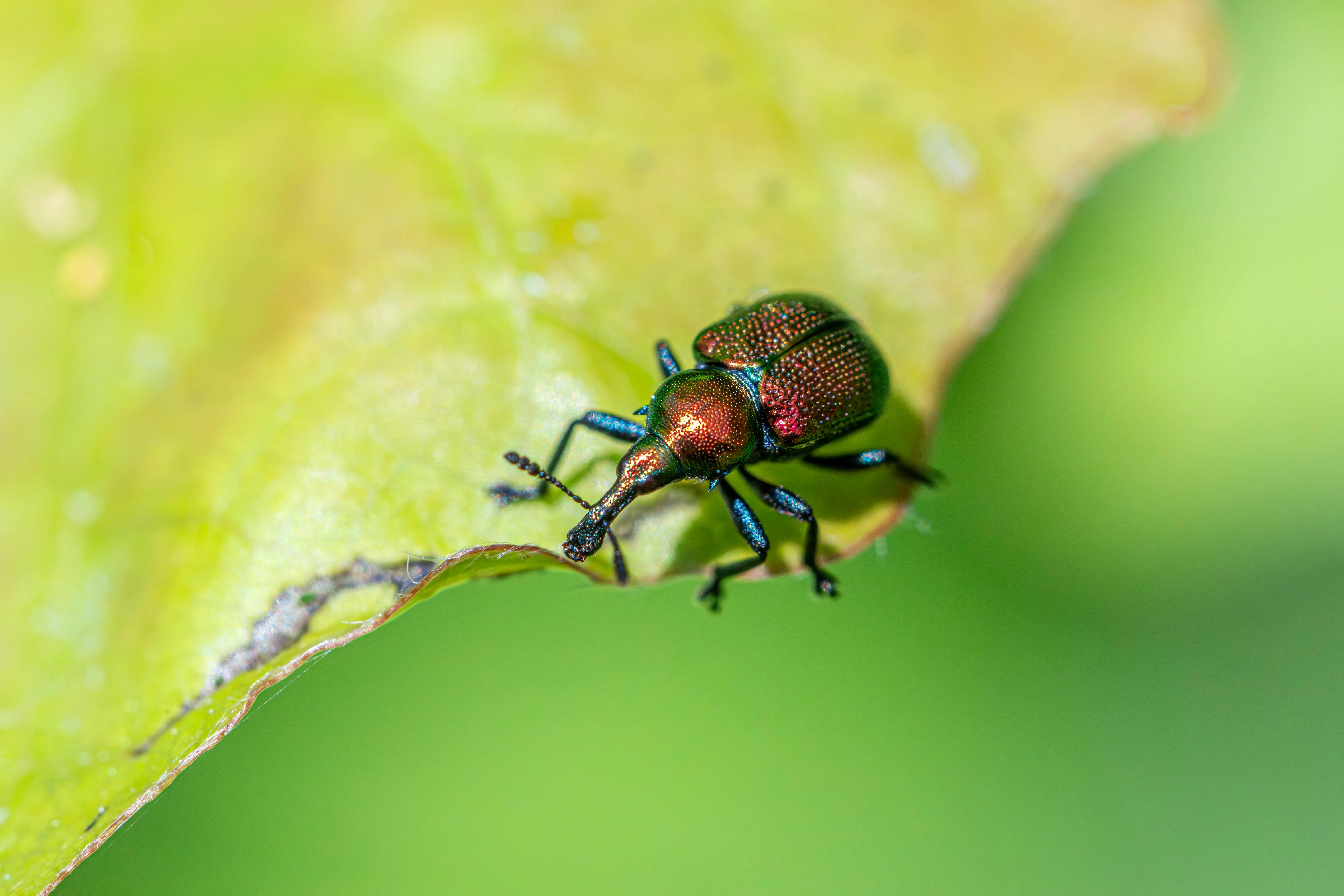 in wall pest control Close-up of an aspen leaf-rolling weevil highlighting its vibrant colors on a green leaf.
