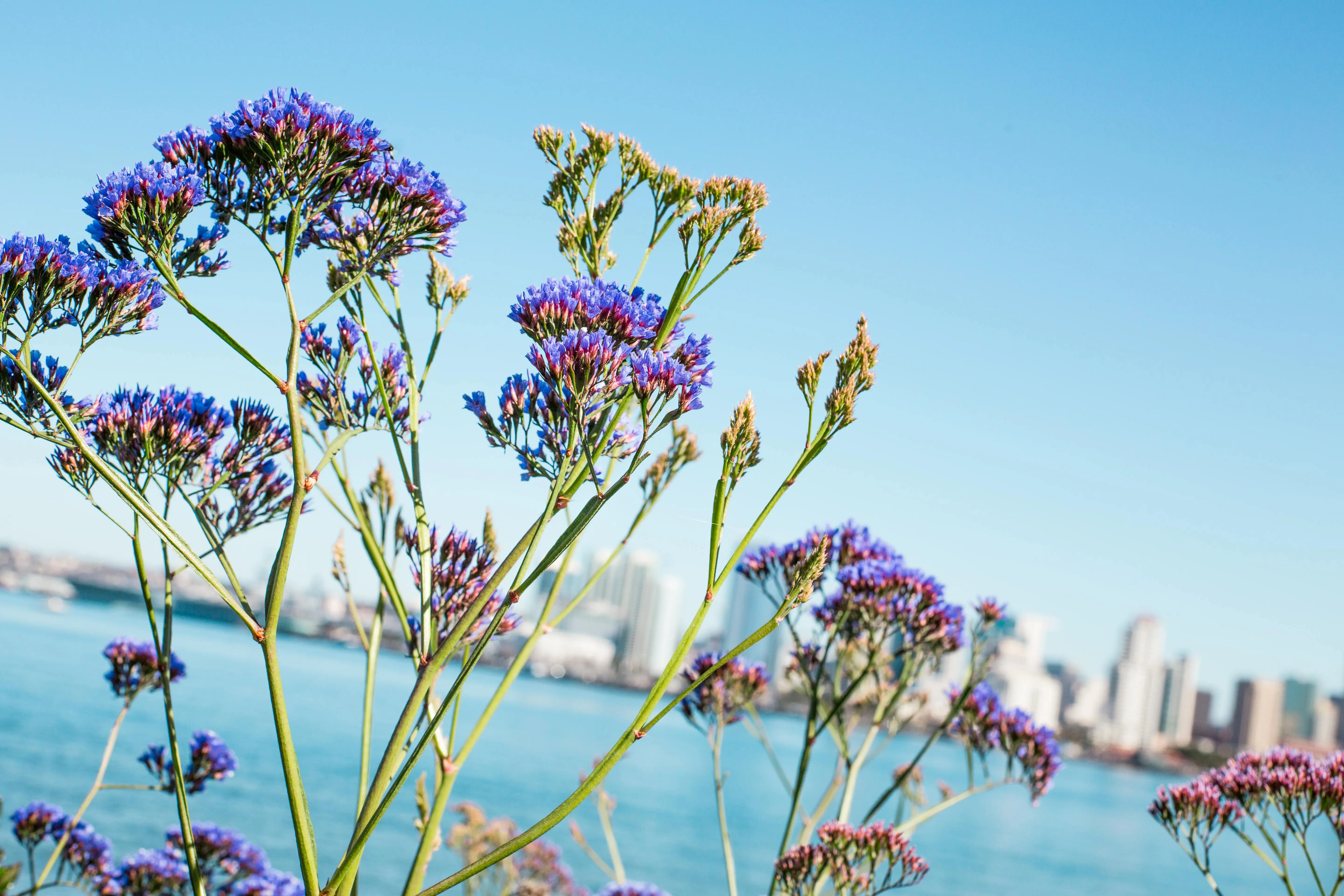 how to get rid of static electricity Vibrant lavender blooms with the San Diego skyline in the background, under a clear blue sky.