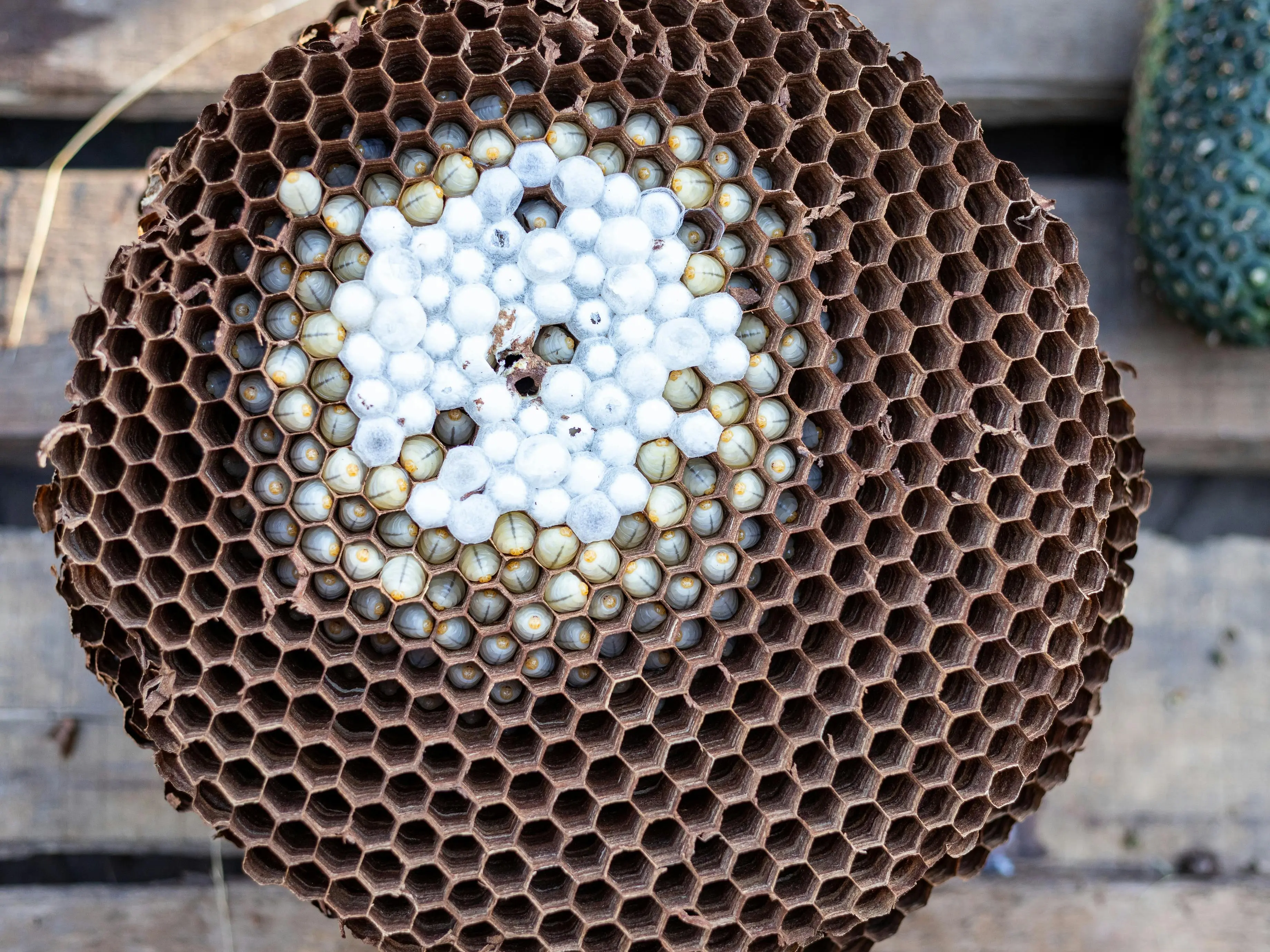 hornet nest vs wasp nest Detailed close-up of a hornet nest with larvae, showcasing intricate hexagonal patterns.