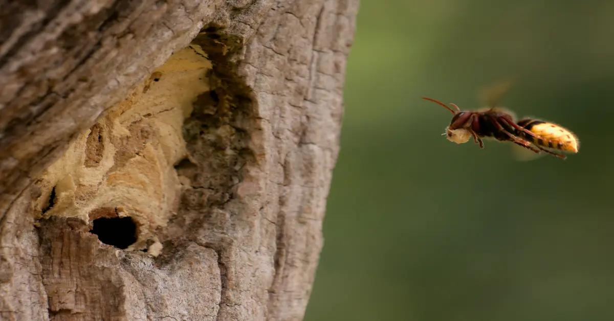 hornet nest vs wasp nest