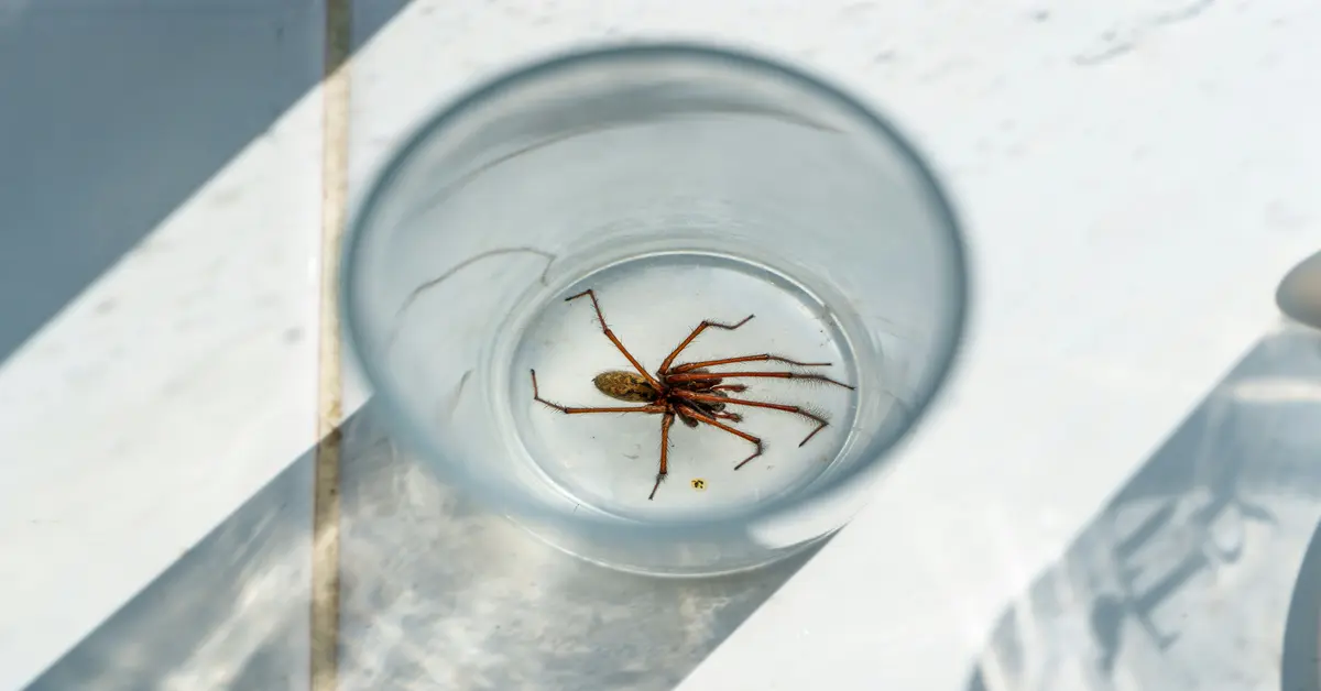 how to get rid of spiders in your house