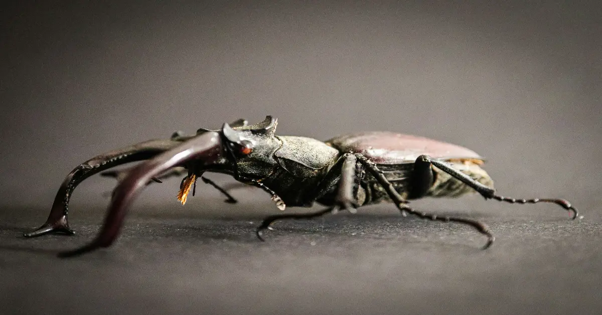 how to kill a cockroach