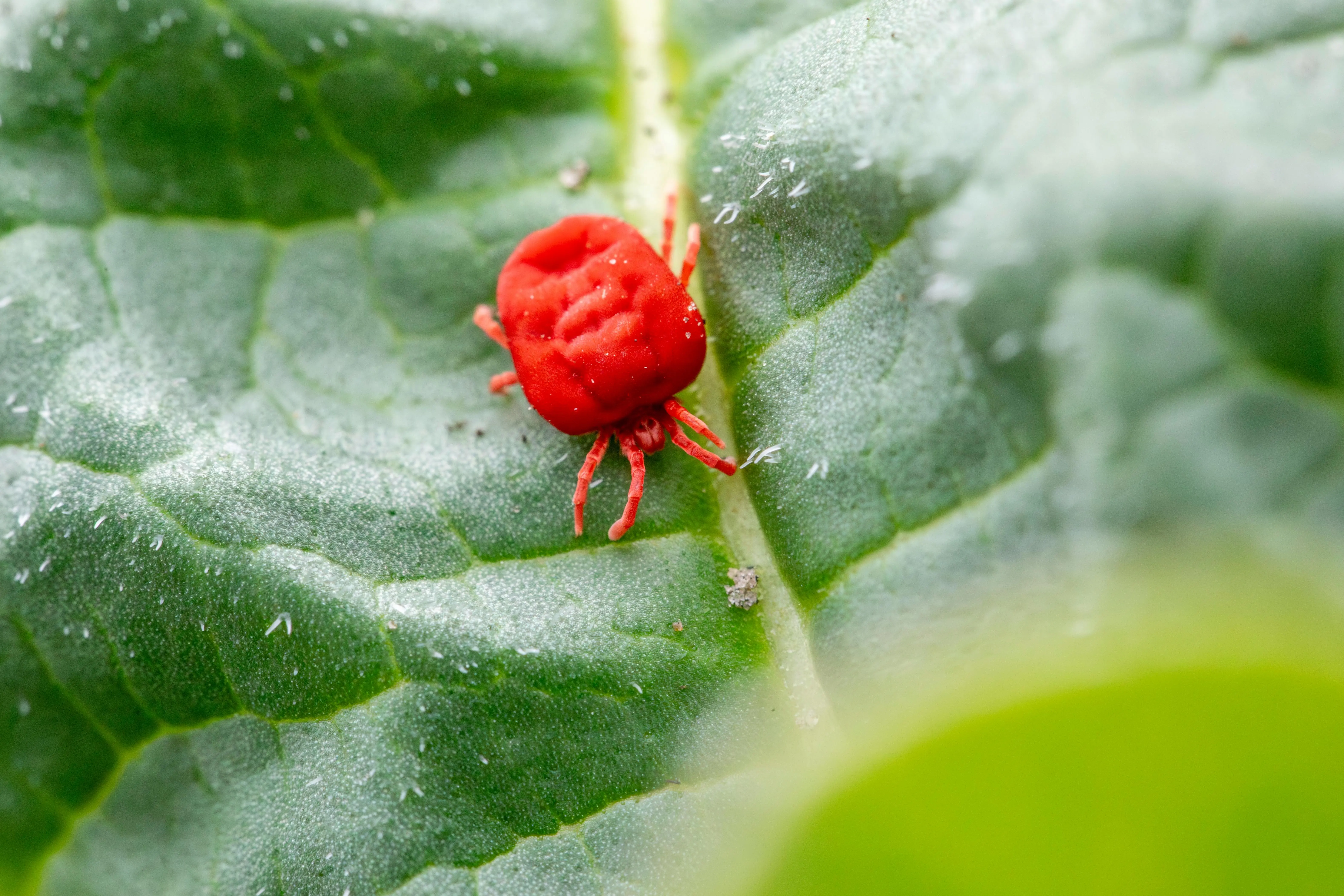 in wall pest control Detailed close-up of a red clover mite on a green leaf, showcasing nature's tiny wonders.