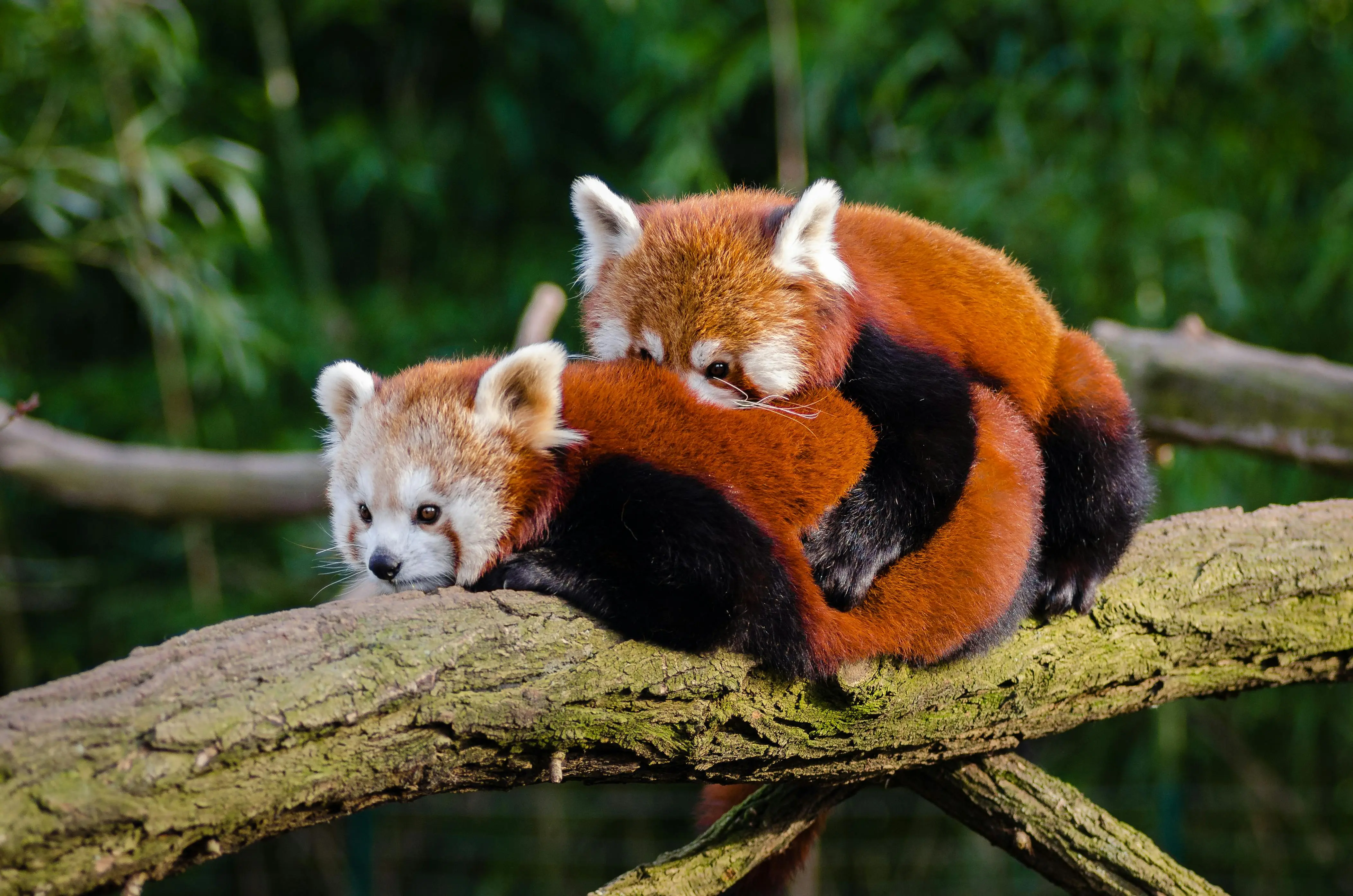 what to paint Two fluffy red pandas embrace on a tree branch in their natural habitat.