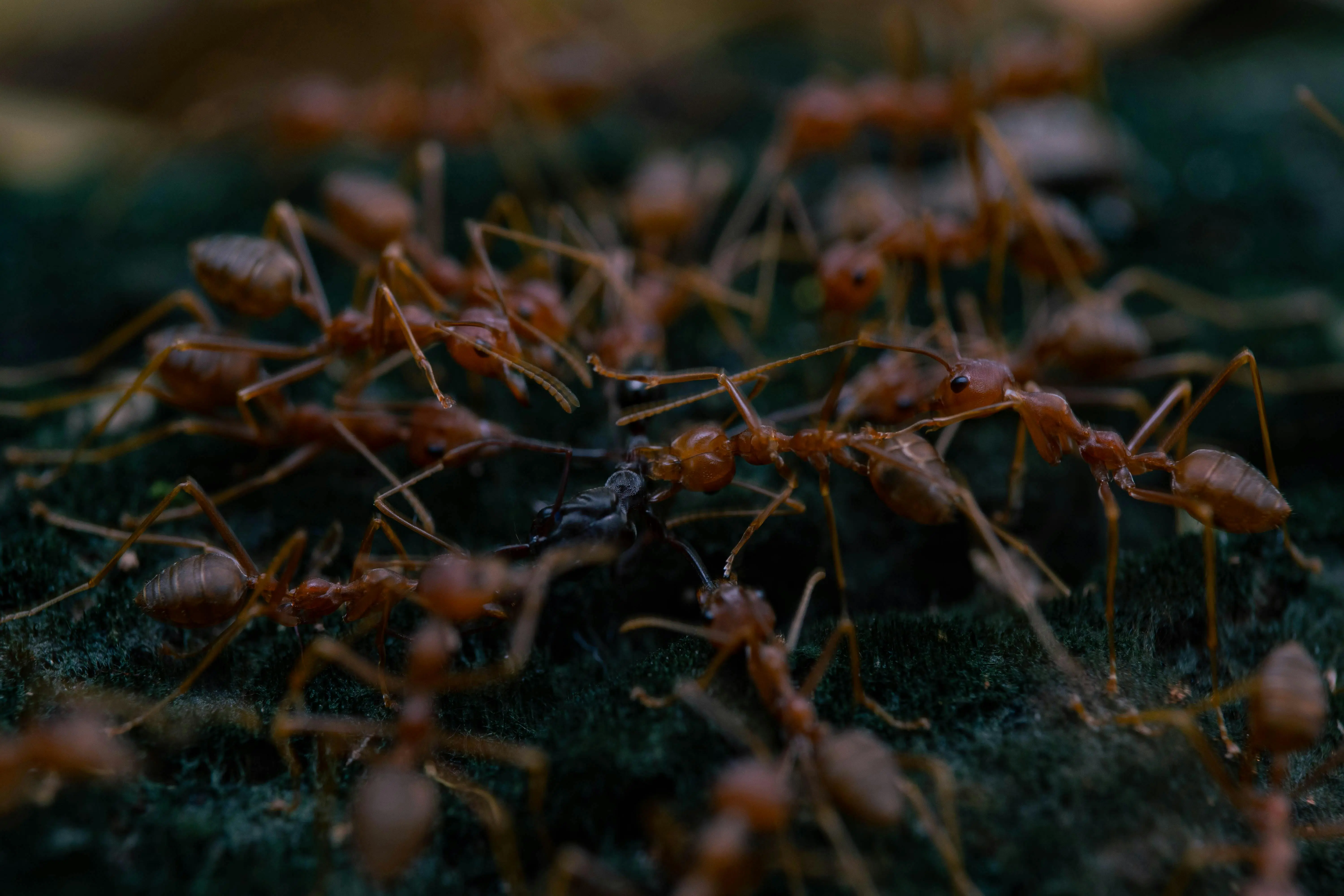 what keeps ants away Detailed macro shot of fire ants interacting on a forest floor in Jakarta, Indonesia.