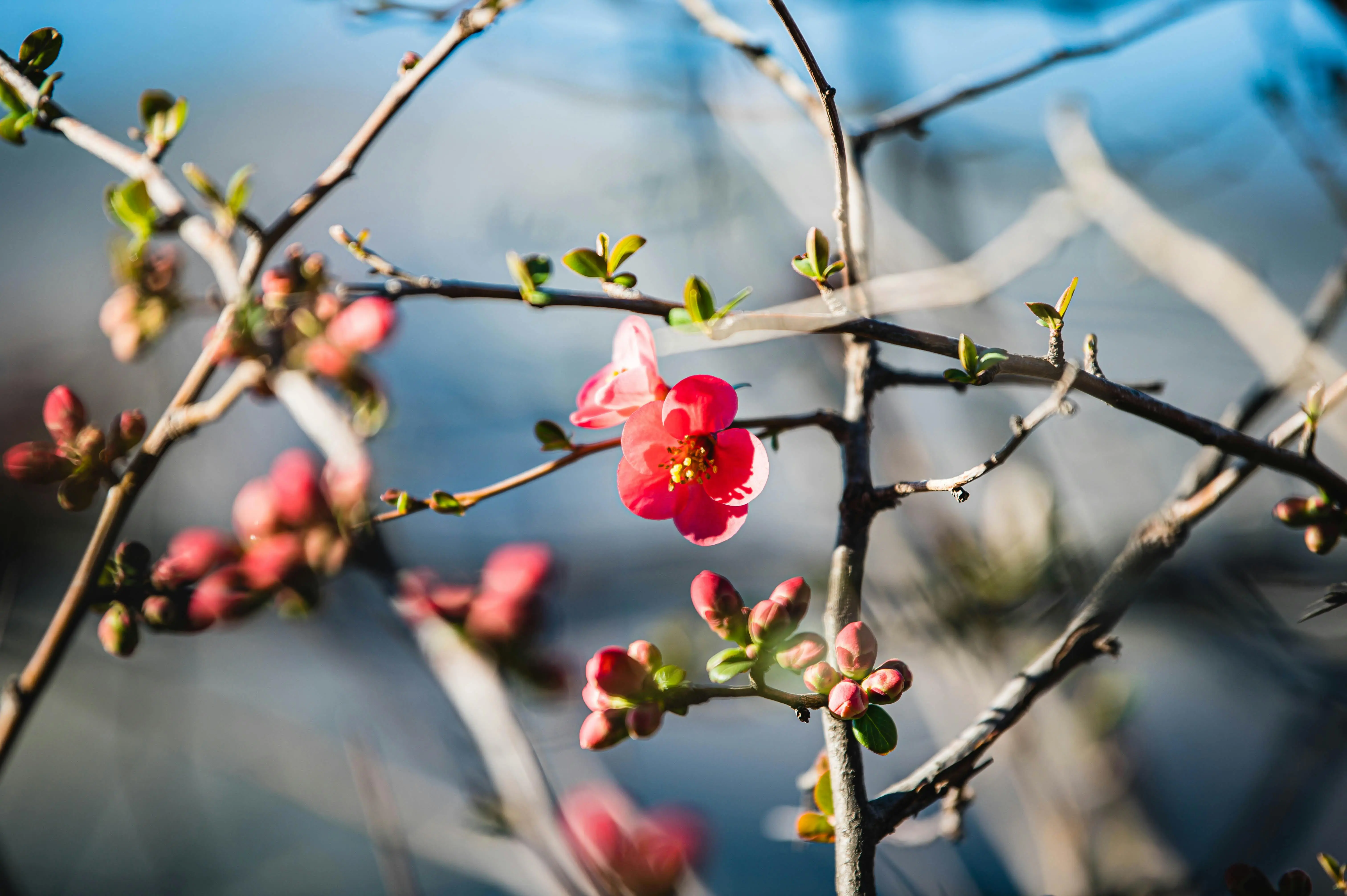 contemporary elegant tile styles Beautiful red flower blooming on branch during spring in Italy.