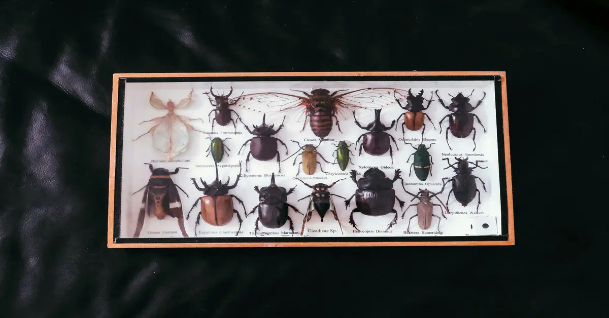 one time pest control