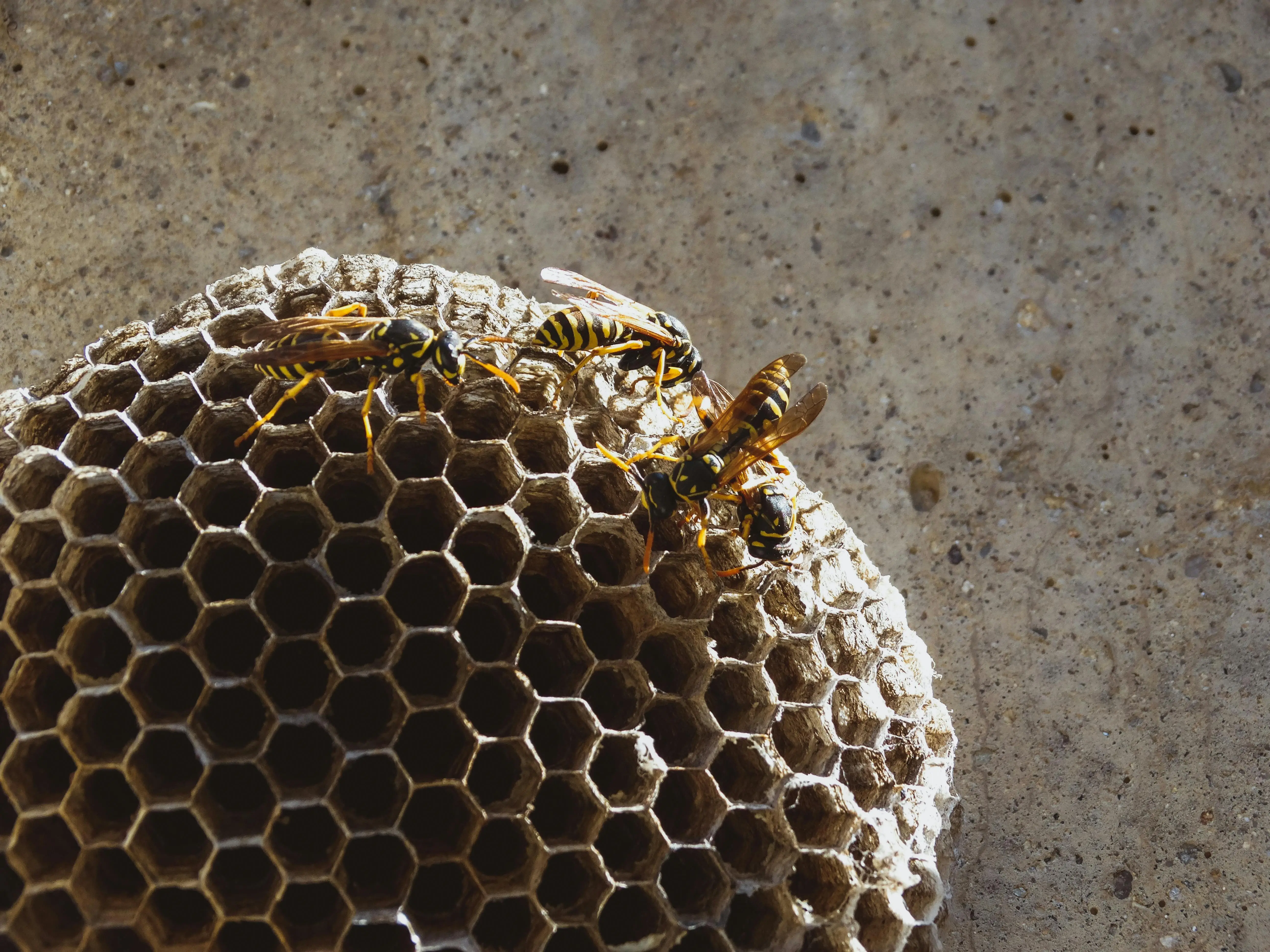 hornet nest vs wasp nest Close-up of wasps on a honeycomb structure. Perfect for educational or nature content.