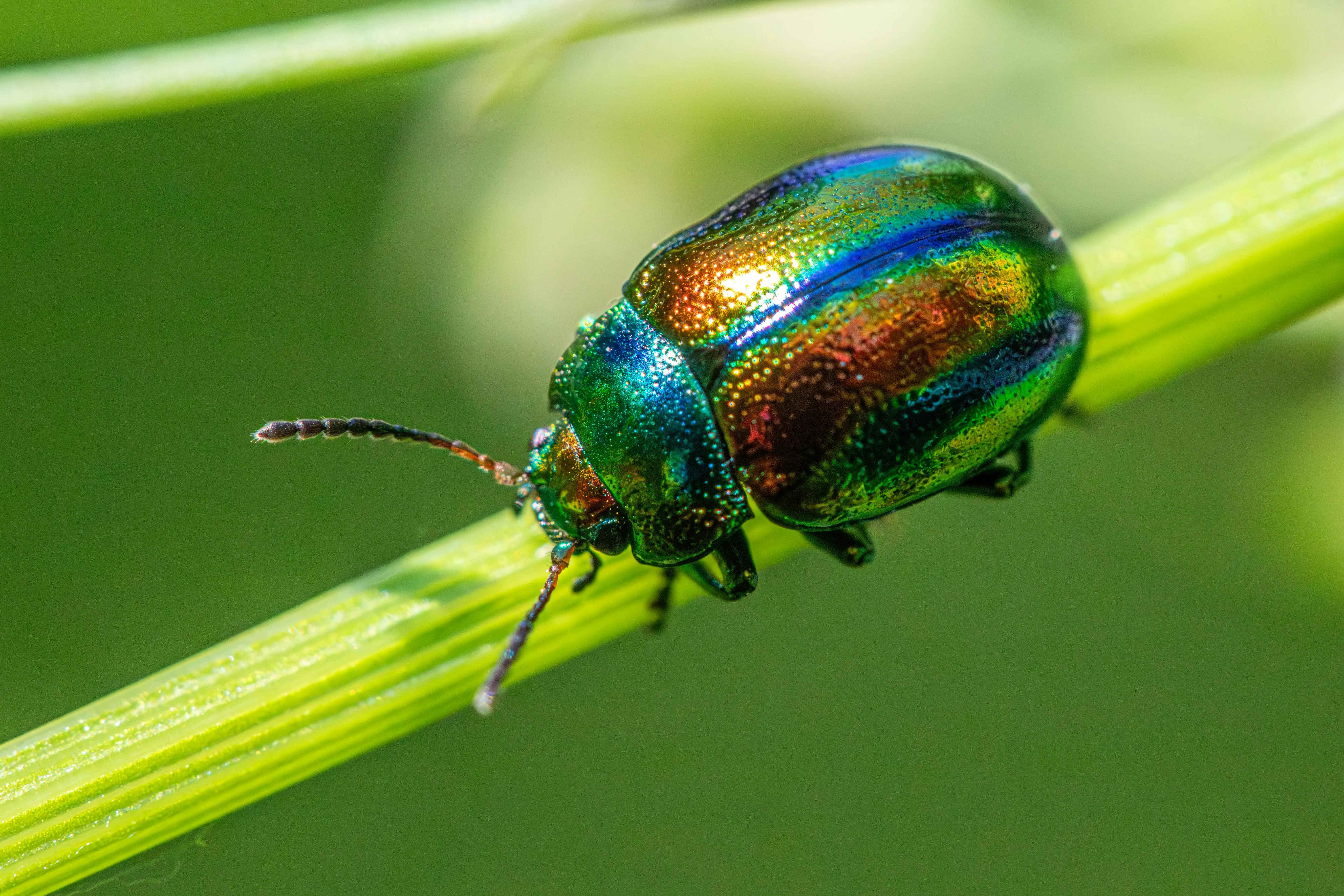 in wall pest control Close-up of a colorful Dead-Nettle Leaf Beetle on a plant stem in natural habitat.