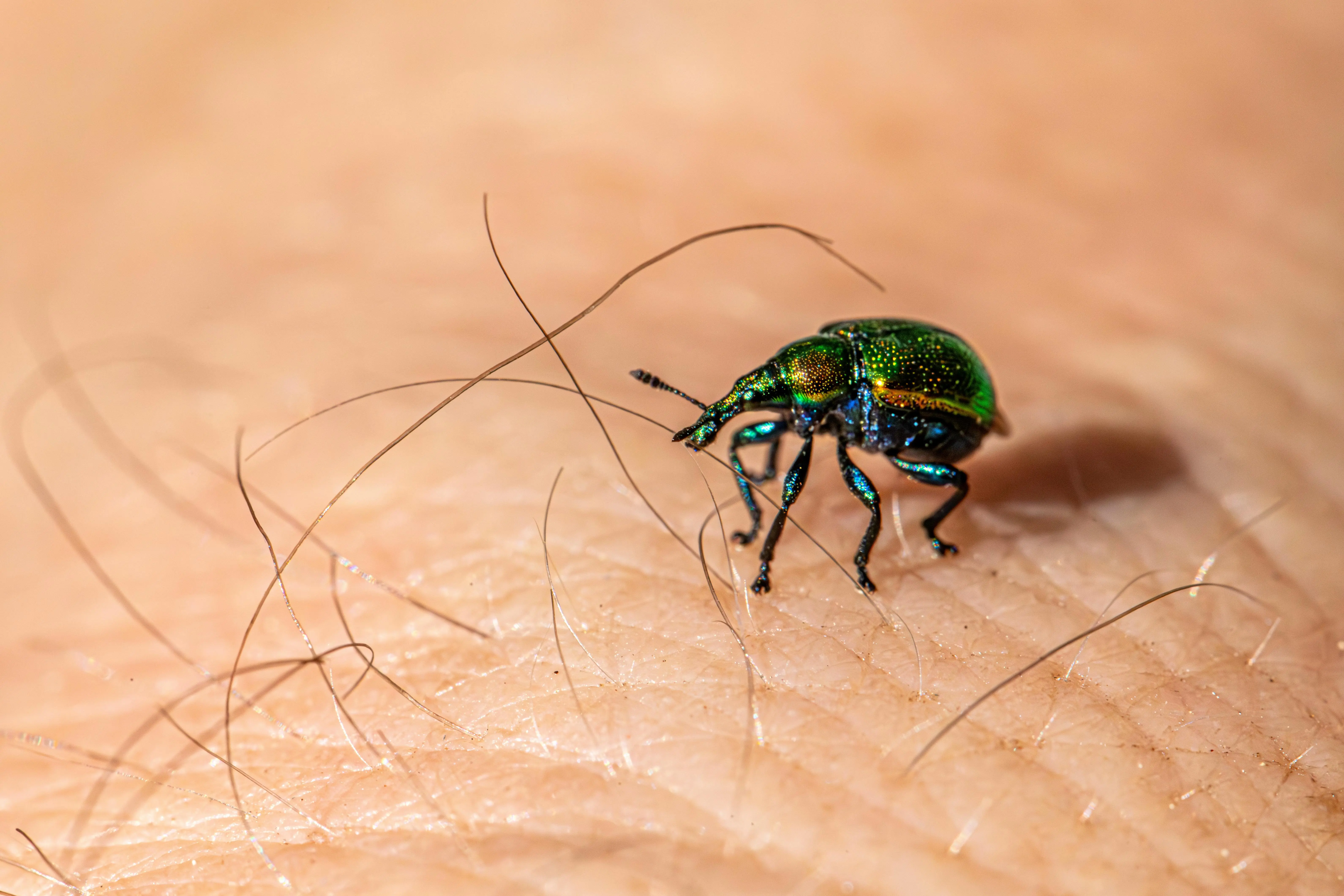 one time pest control Close-up of a green beetle on human skin, showing insect anatomy in detail.
